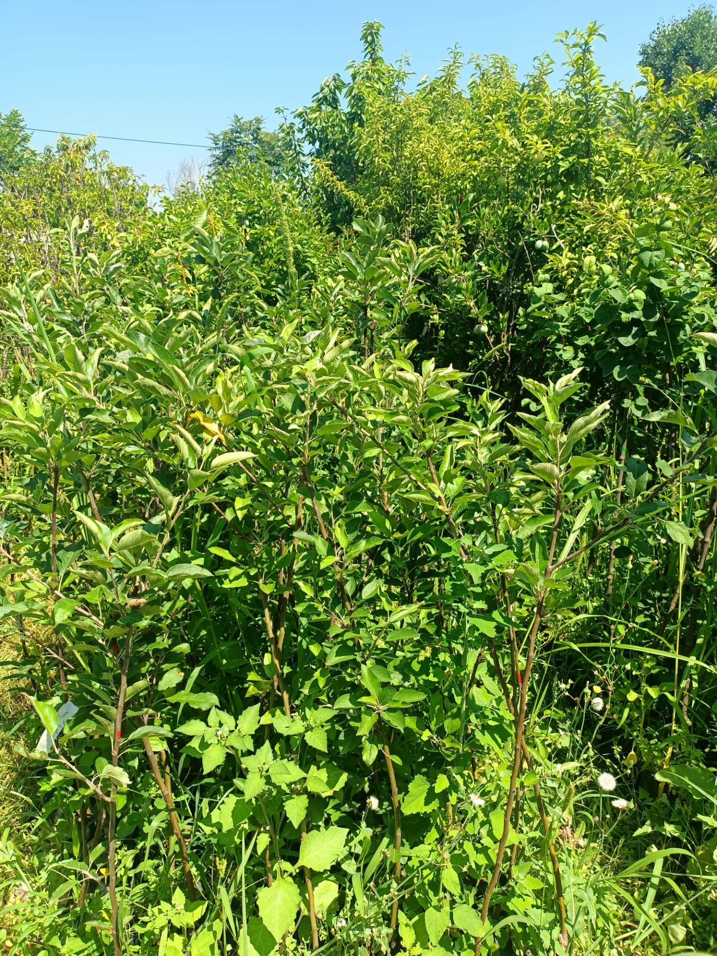 Yeşil Elma Fidanı Tüplü 100-150 cm