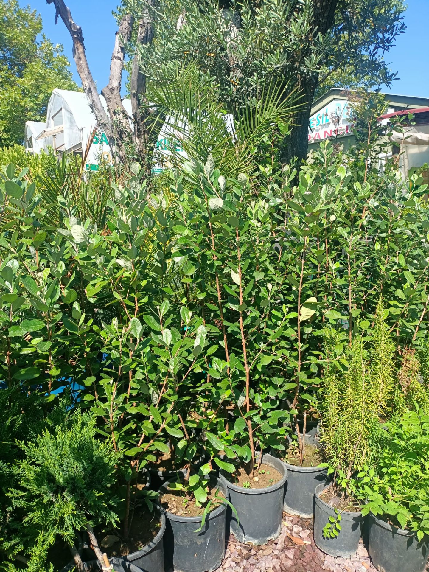 Tüplü Kaymak Ağacı Fidanı Tüplü 50-100 cm