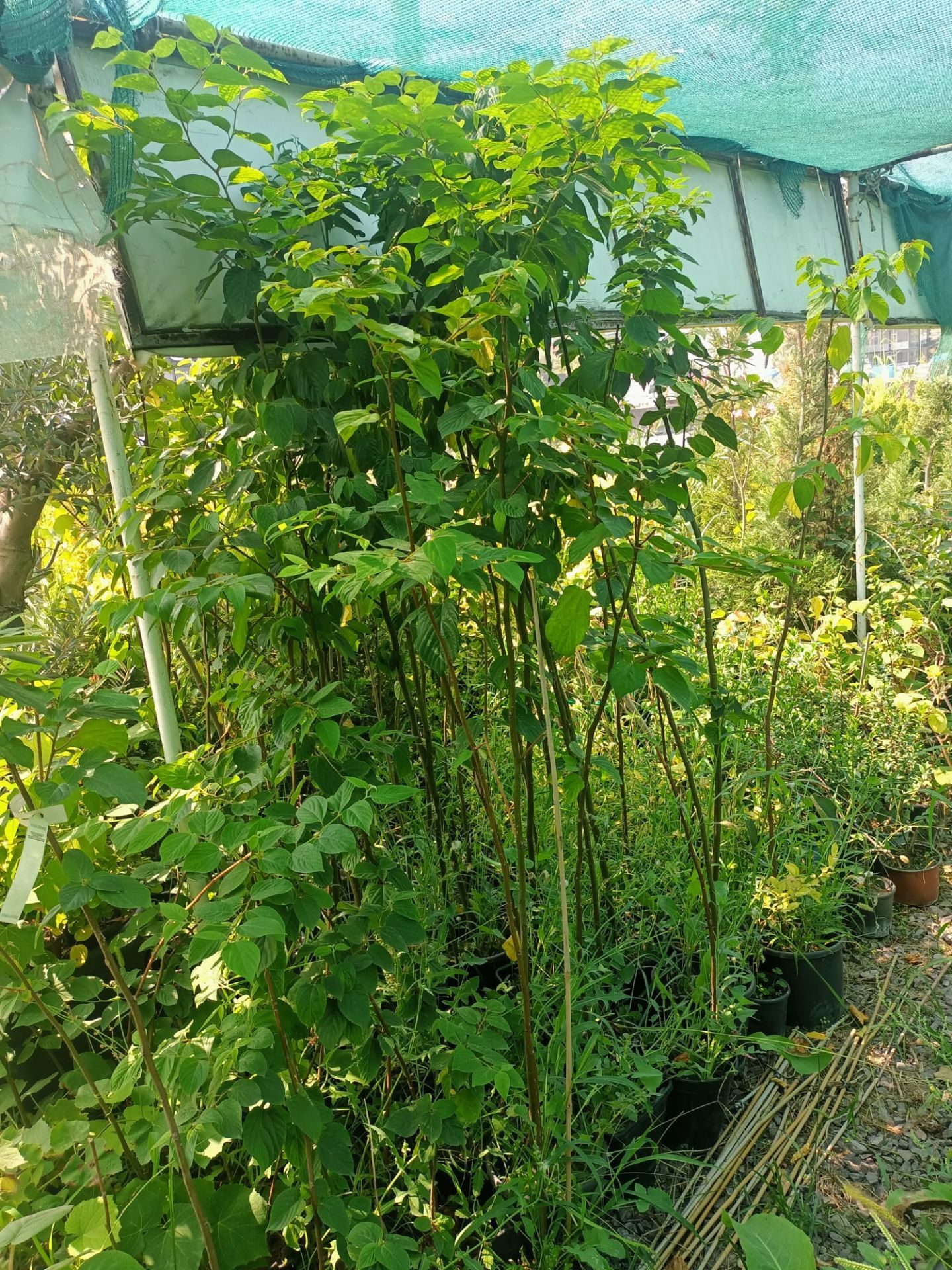 Japon Kuru Üzümü (50-100 cm)