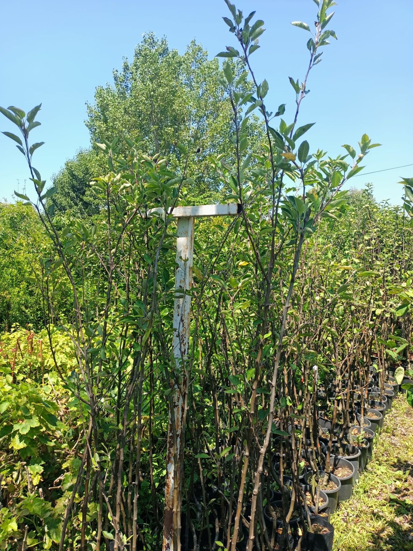 Starking Elma Fidanı Tüplü 100-150 cm