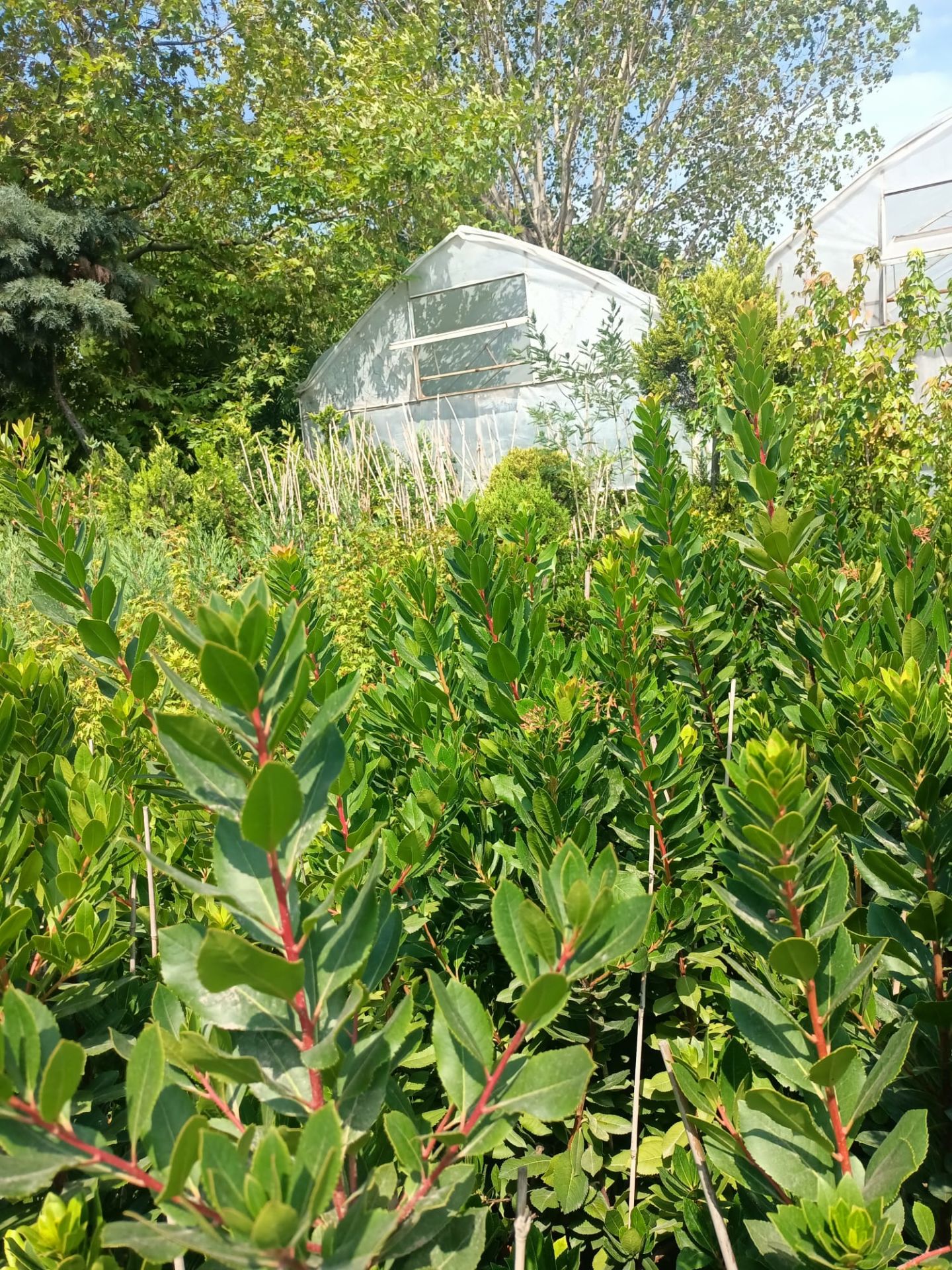 Dağ Çileği Fidanı (100-150 cm)