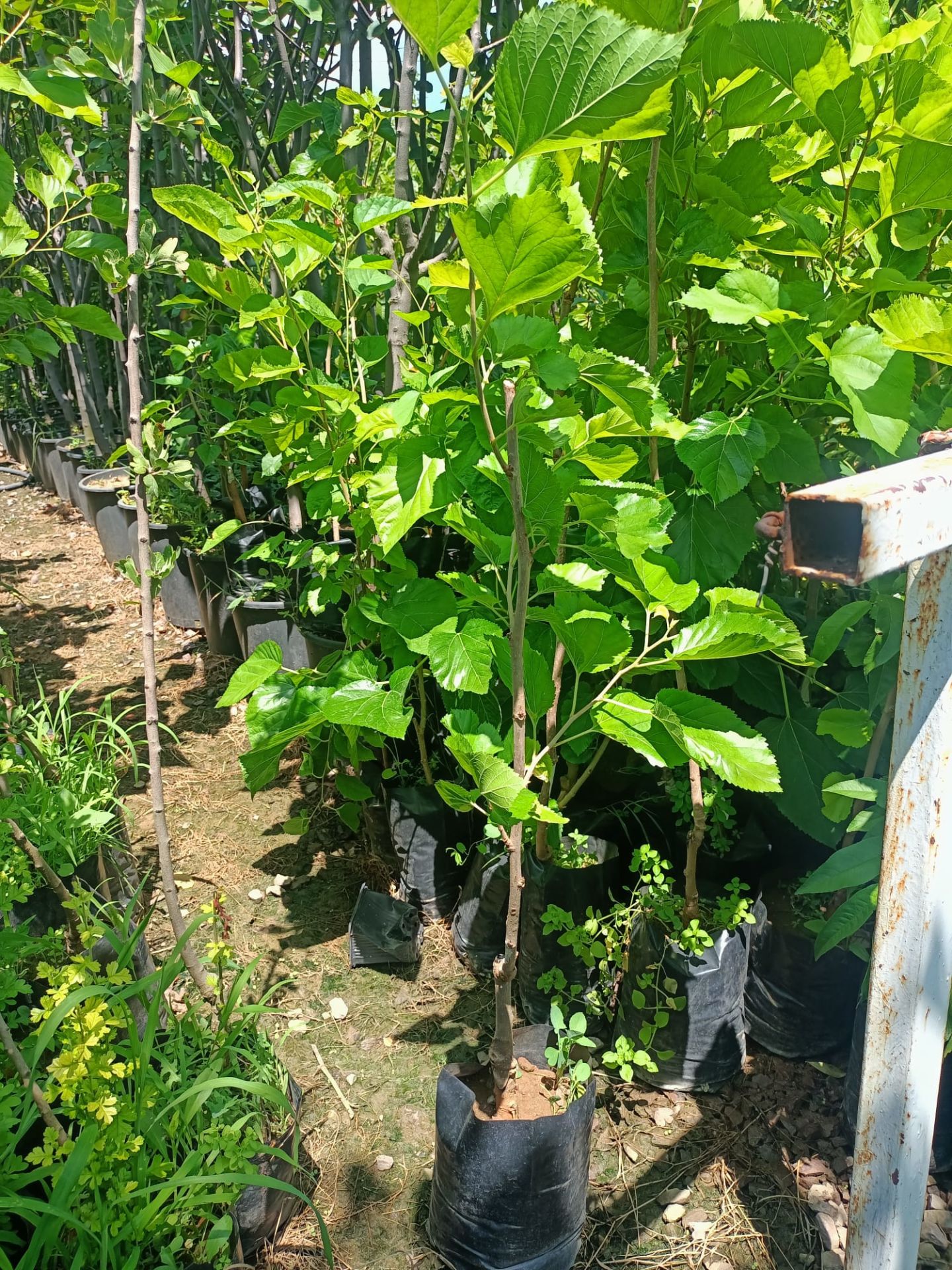 Beyaz Dut Fidanı Tüplü 150 + cm