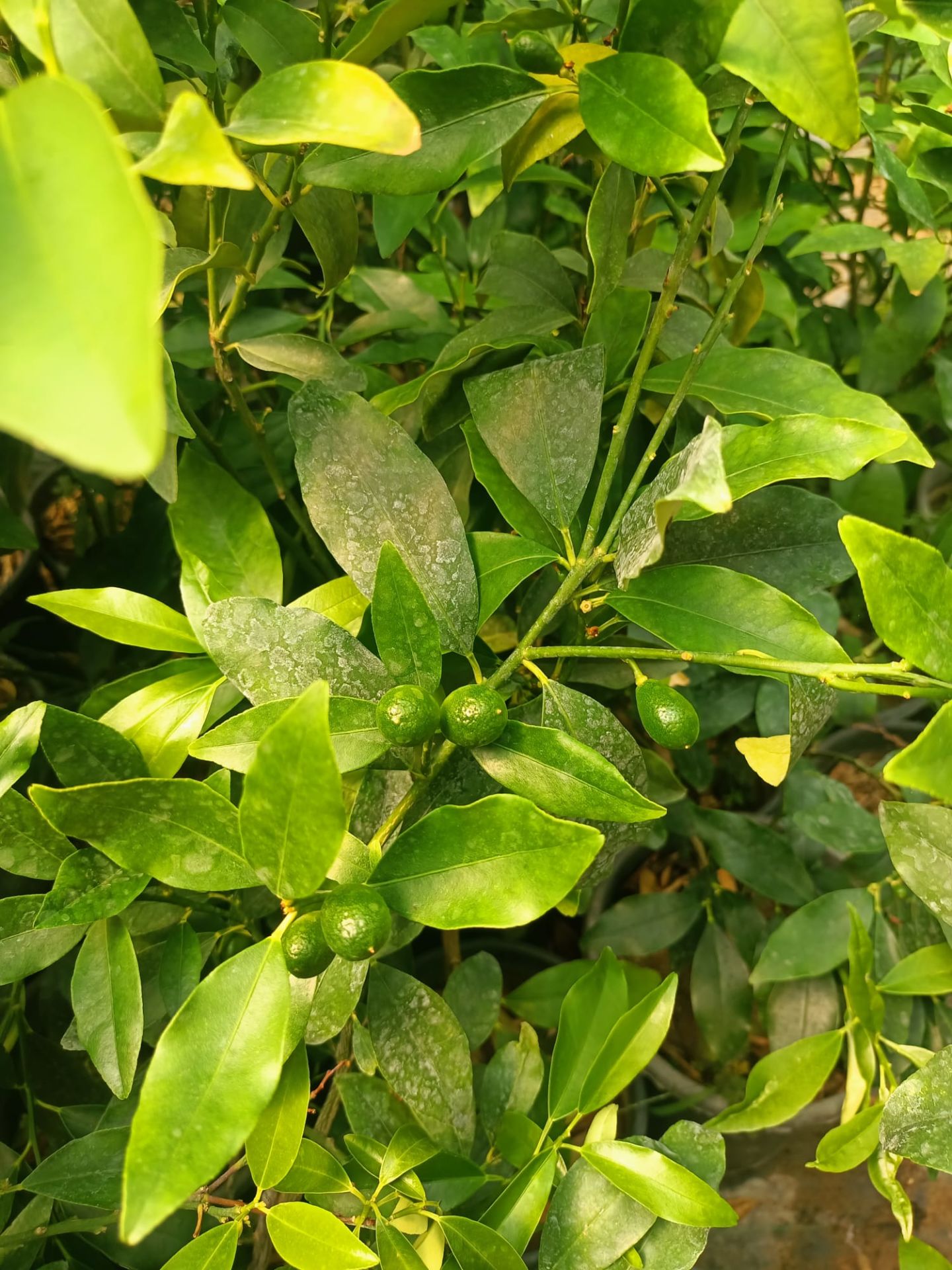 Kumkuat Fidanı Tüplü 40-60 cm