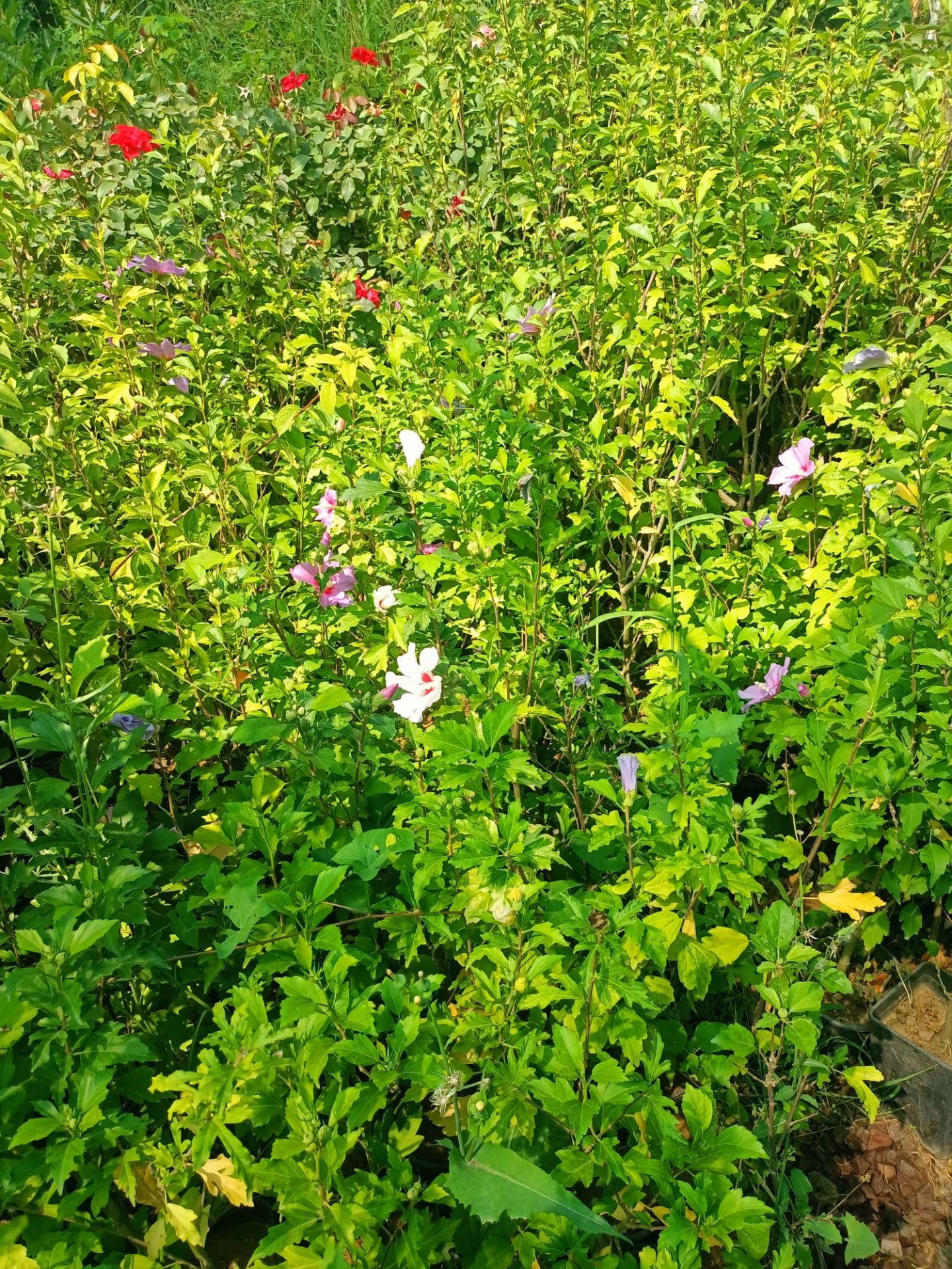 Hatmi Fidanı 50-100 cm