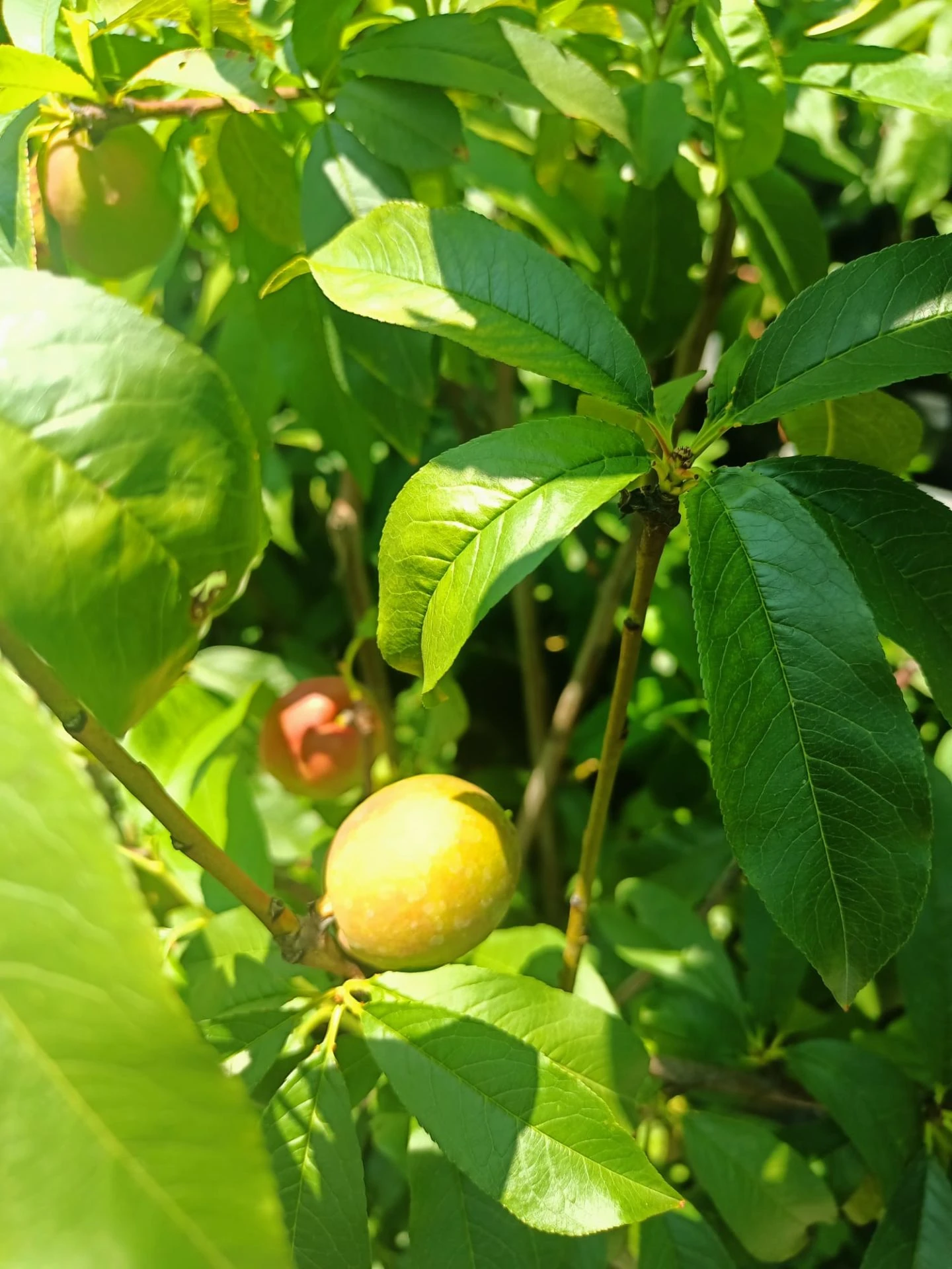 Sweet Lady Nektarin Fidanı Tüplü 70-120 cm