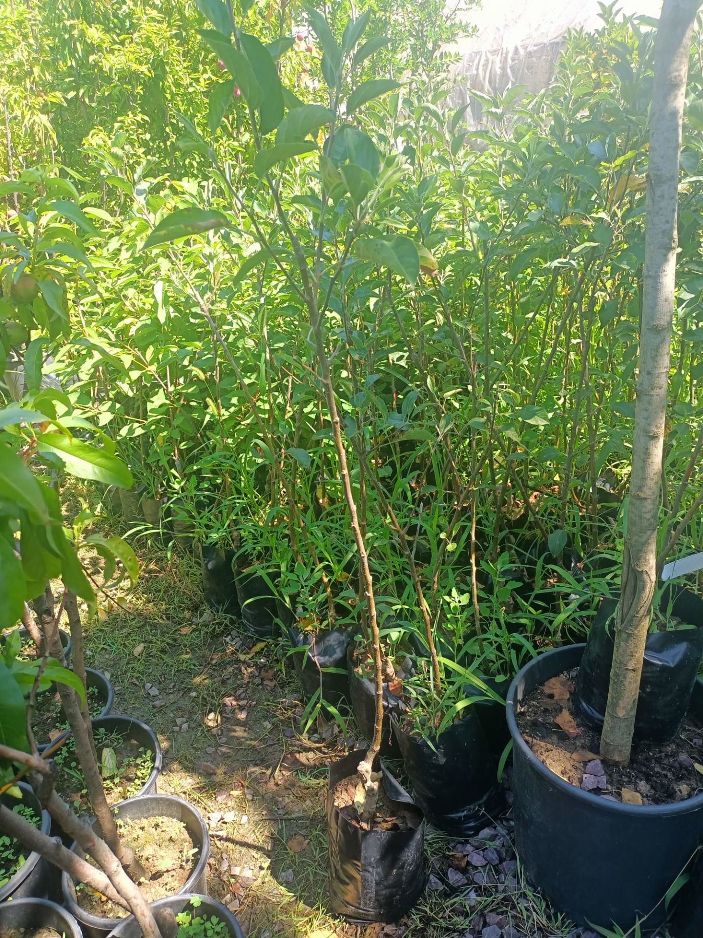 Fuji Elma Fidanı Tüplü 100-150 cm