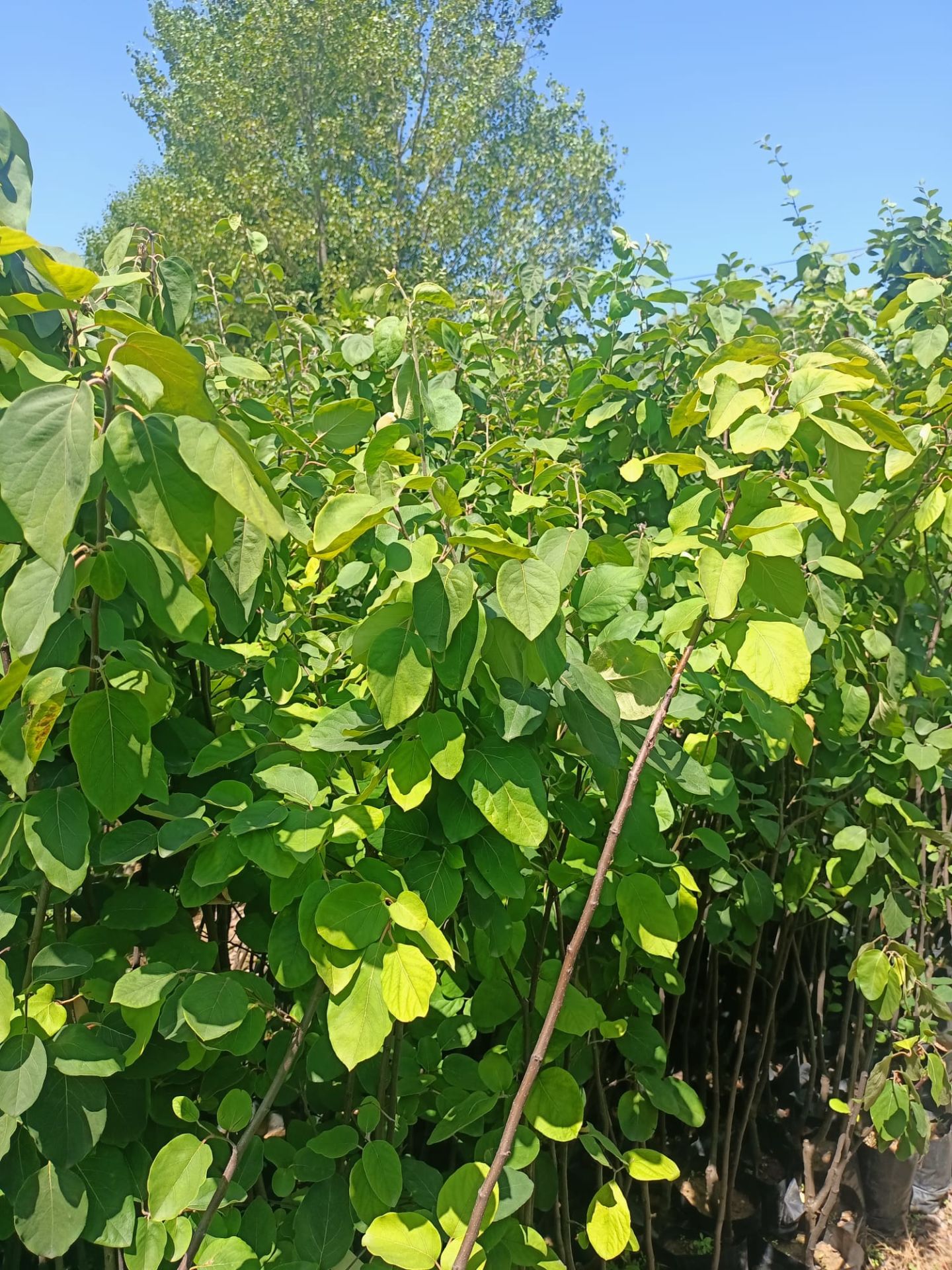 Tüplü Eşme Ayva Fidanı (100-150 CM)