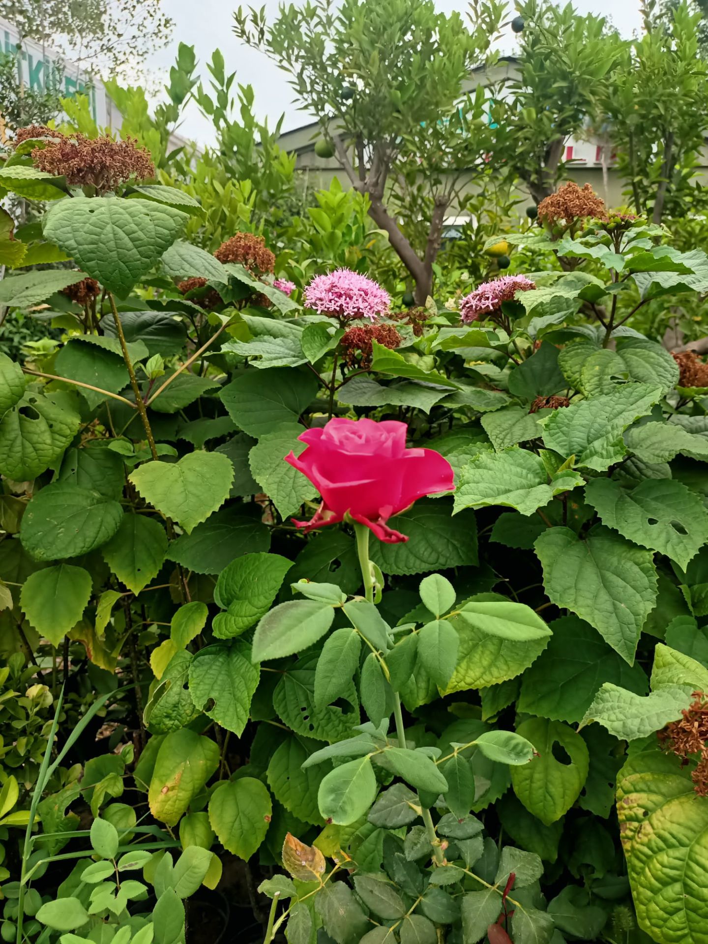 Yediveren Gül Fidanı (30-70 cm)