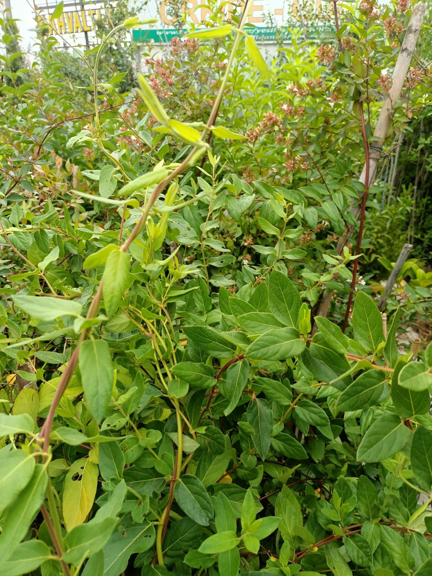 Hanımeli Fidanı 100-150 cm