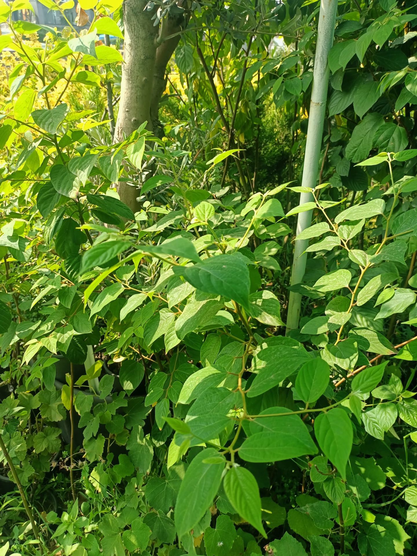 Japon Kuru Üzümü (50-100 cm)