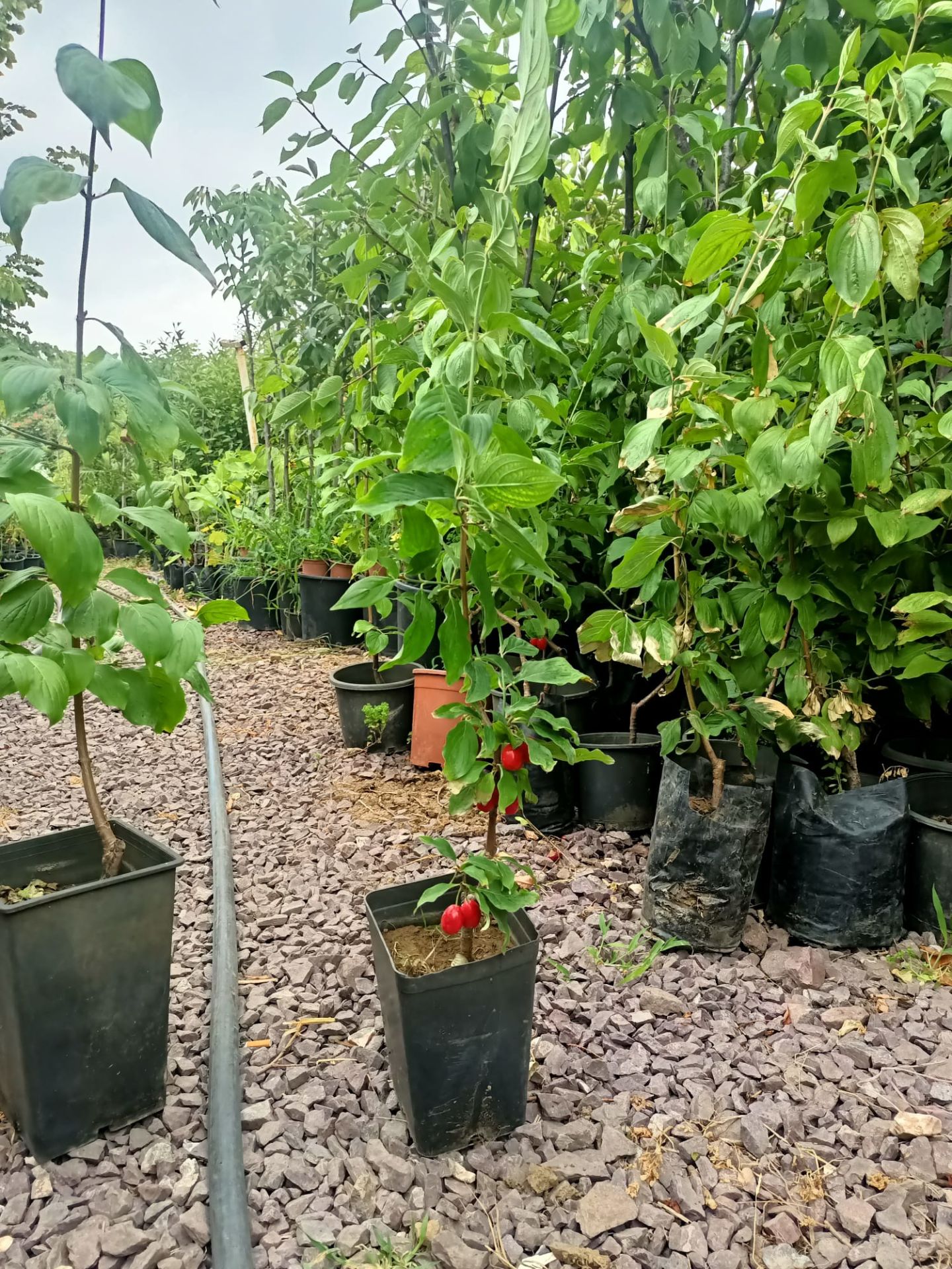 Kızılcık Fidanı Tüplü 50-100 cm