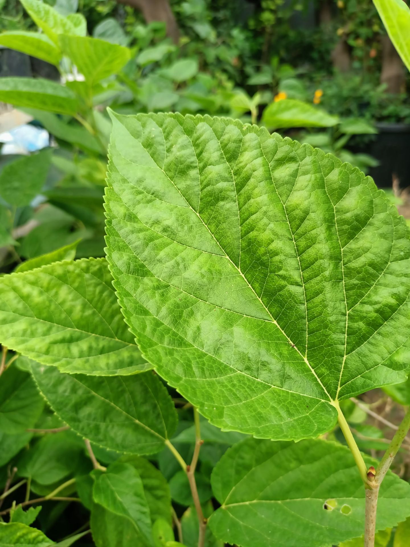 Avusturya Dut Fidanı (50-100 cm)