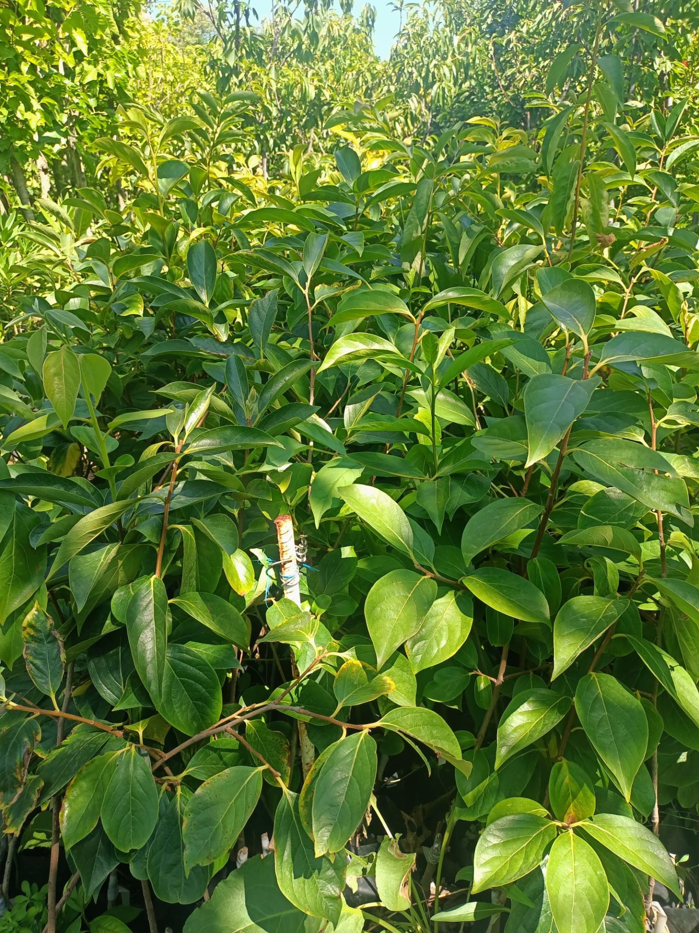 Trabzon Hurması Fidanı Tüplü 50-100 cm