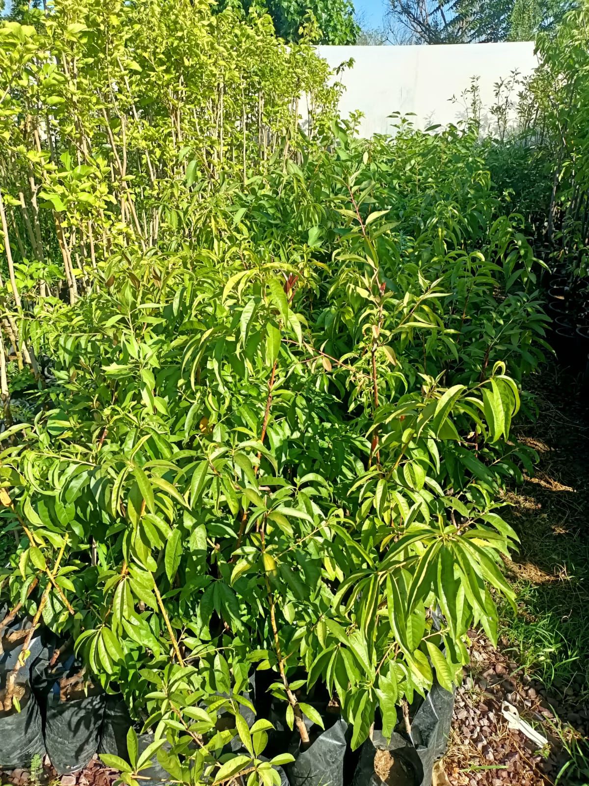 Gülhaven Şeftali Fidanı Tüplü 70-120 cm