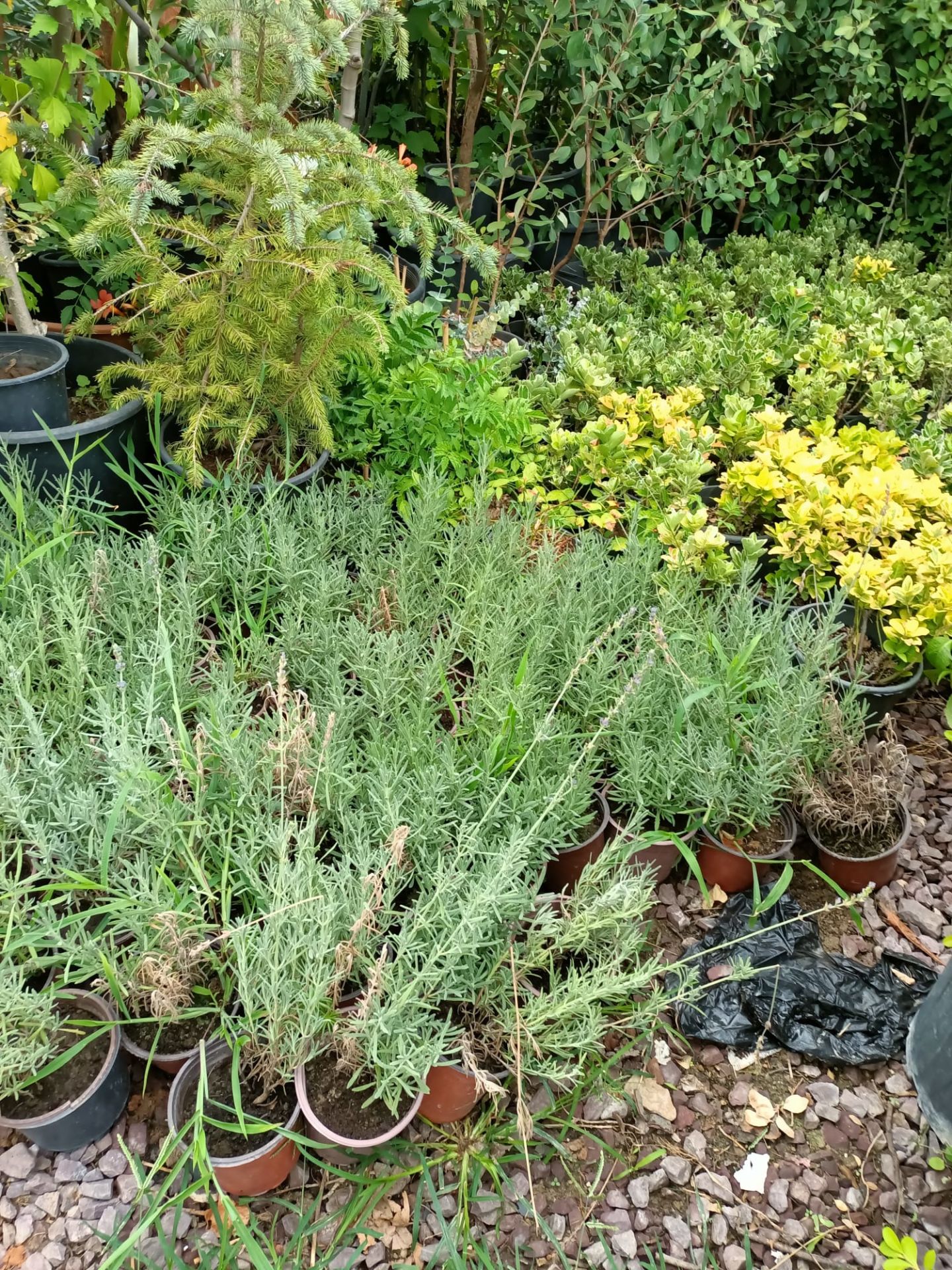 Tüplü Lavanta Fidesi 20-30 cm (5 Adet)