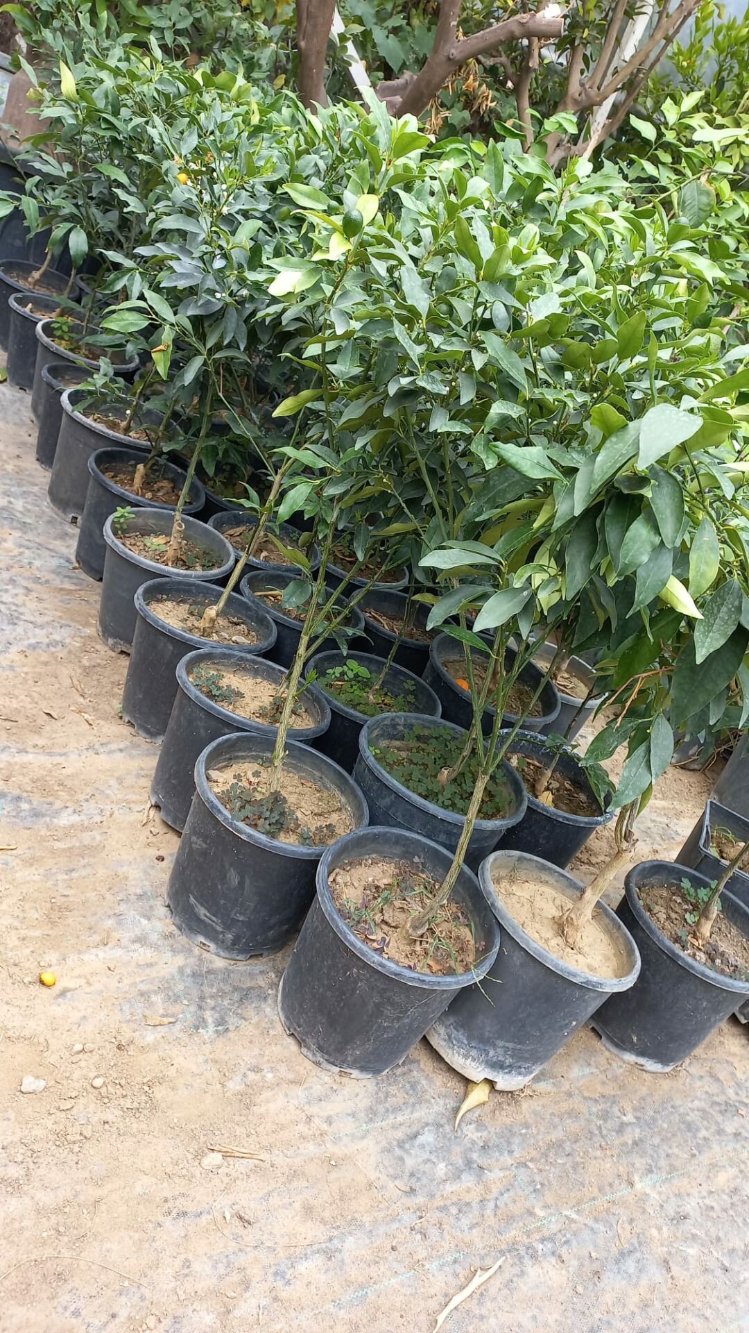 Kumkuat Fidanı Tüplü 40-60 cm