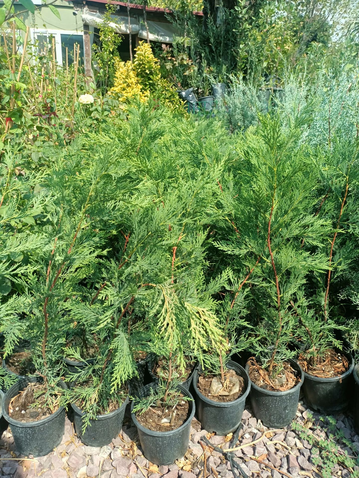 Leylandi Fidanı (40-60 CM) 5 Adet