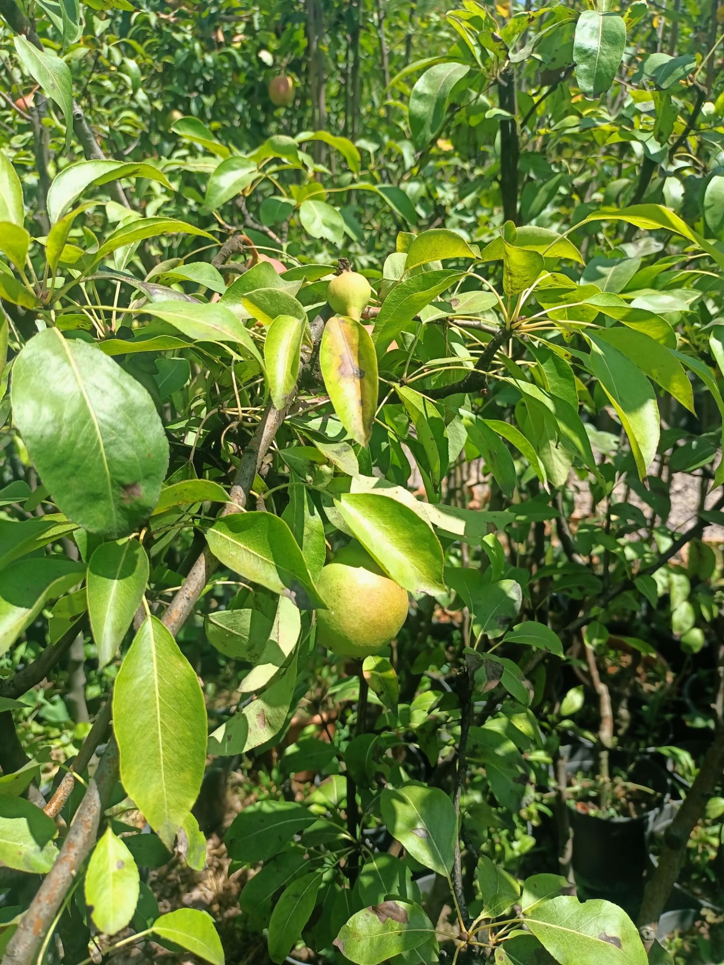 Deveci Armut Fidanı Tüplü 100-150 cm