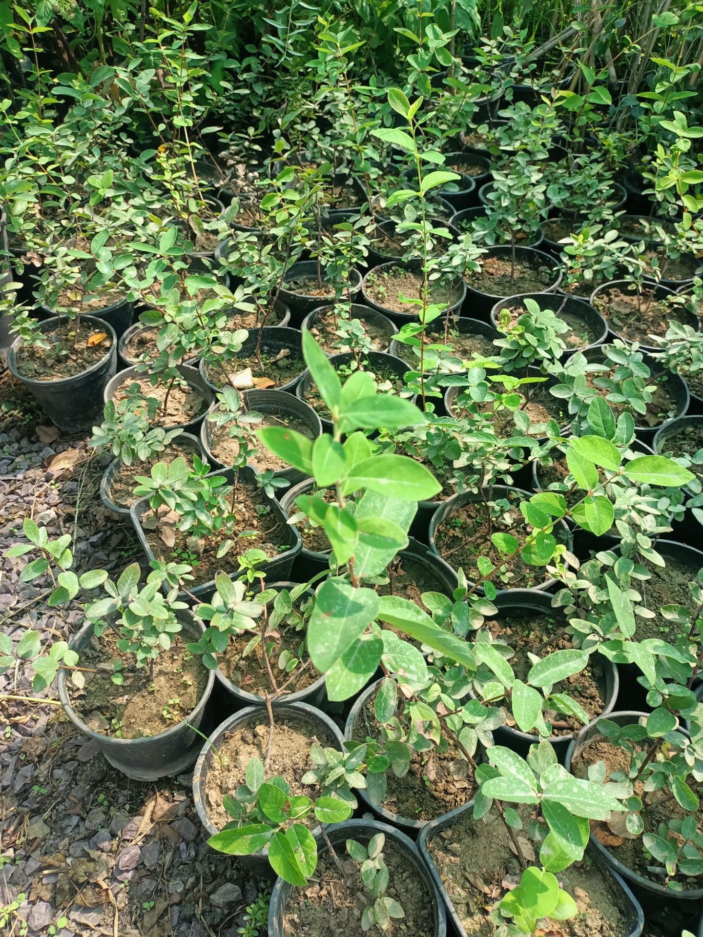 Tüplü Kuş Üzümü Fidanı (40-60 CM)