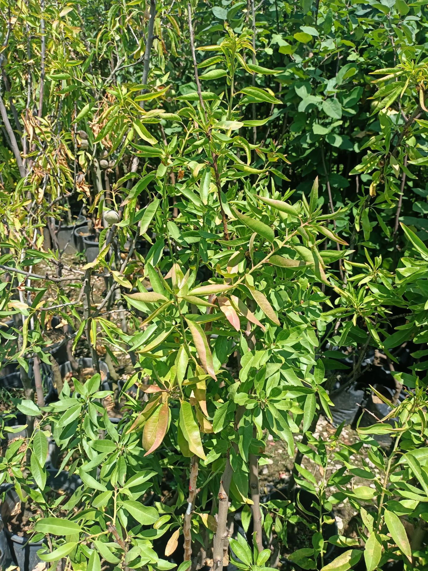 Badem Fidanı 50-100 cm