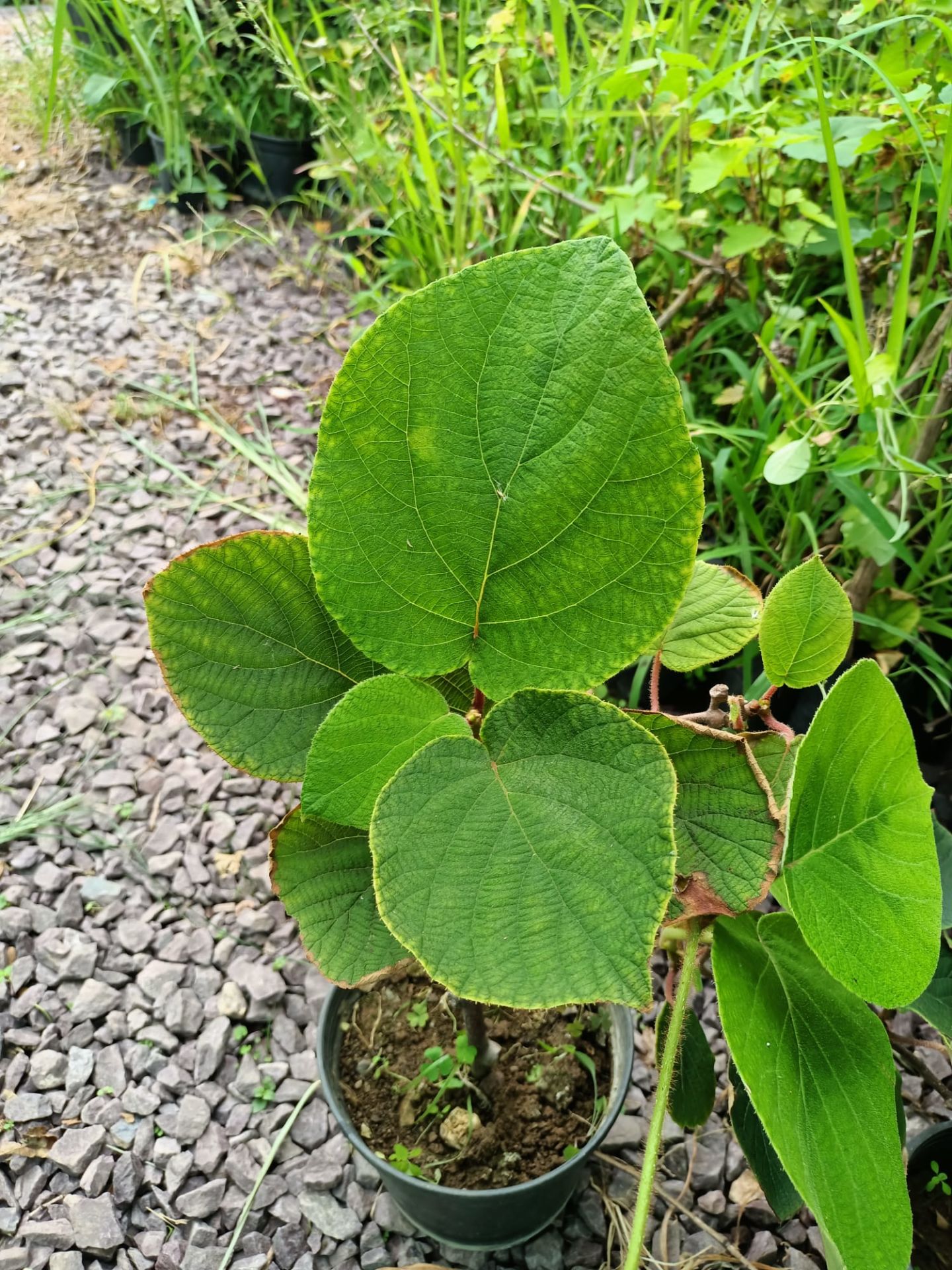 Tüplü Yalova Kivi Fidanı (50-100 CM (DİŞİ))