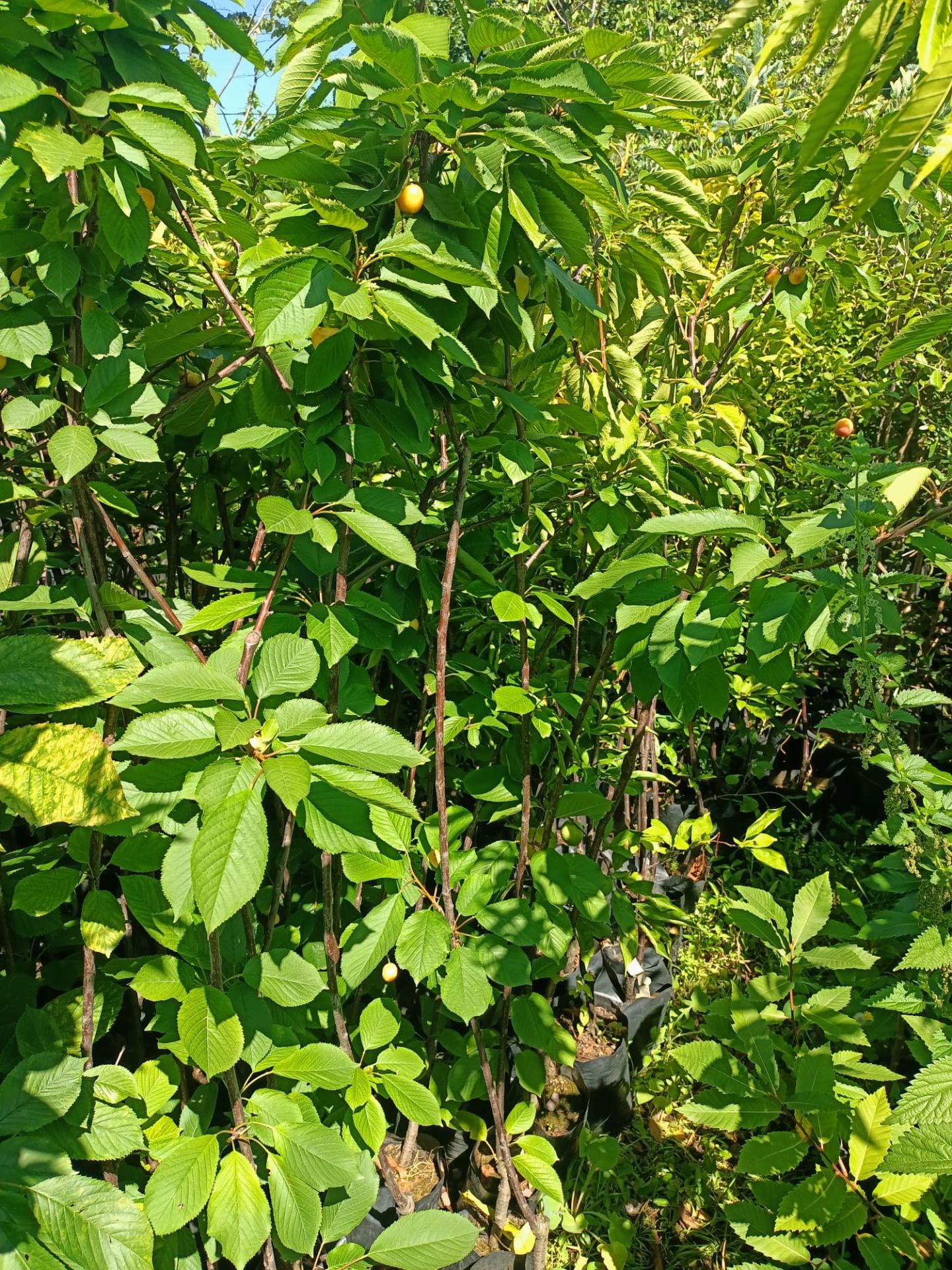 Beyaz Kiraz Fidanı Tüplü 100-150 cm