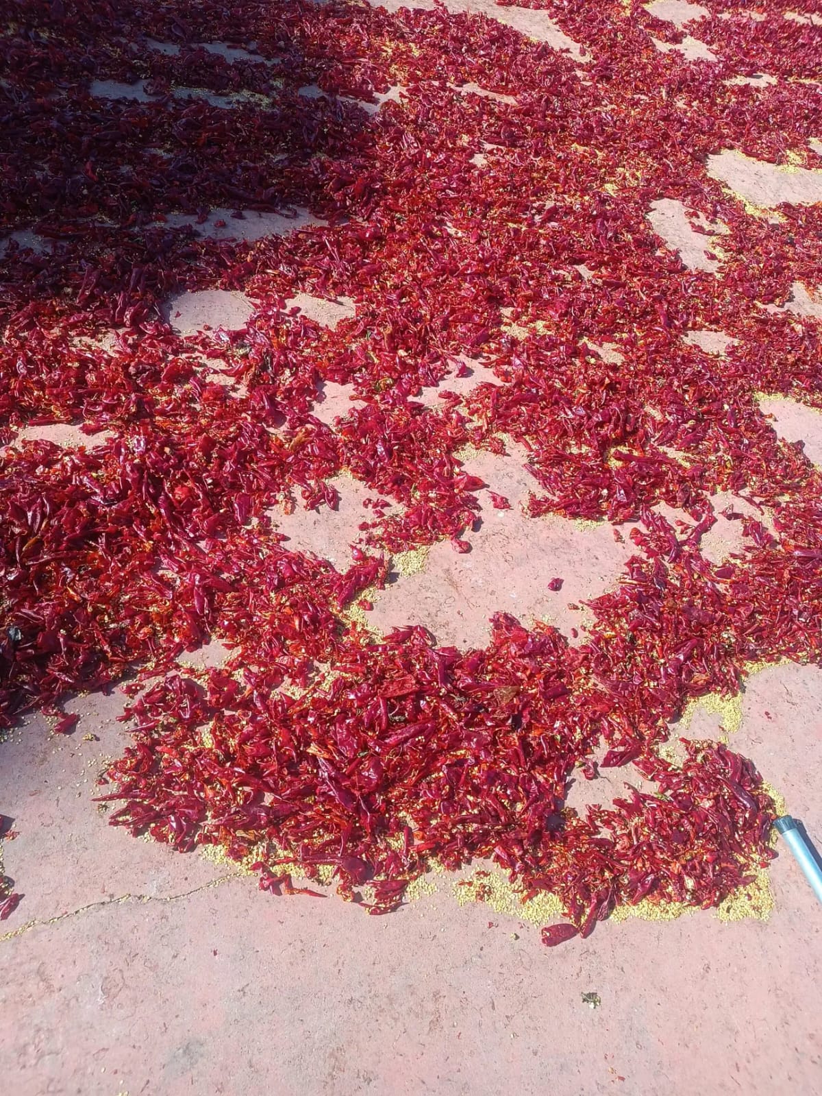 Pul Biber (Şanlıurfa)