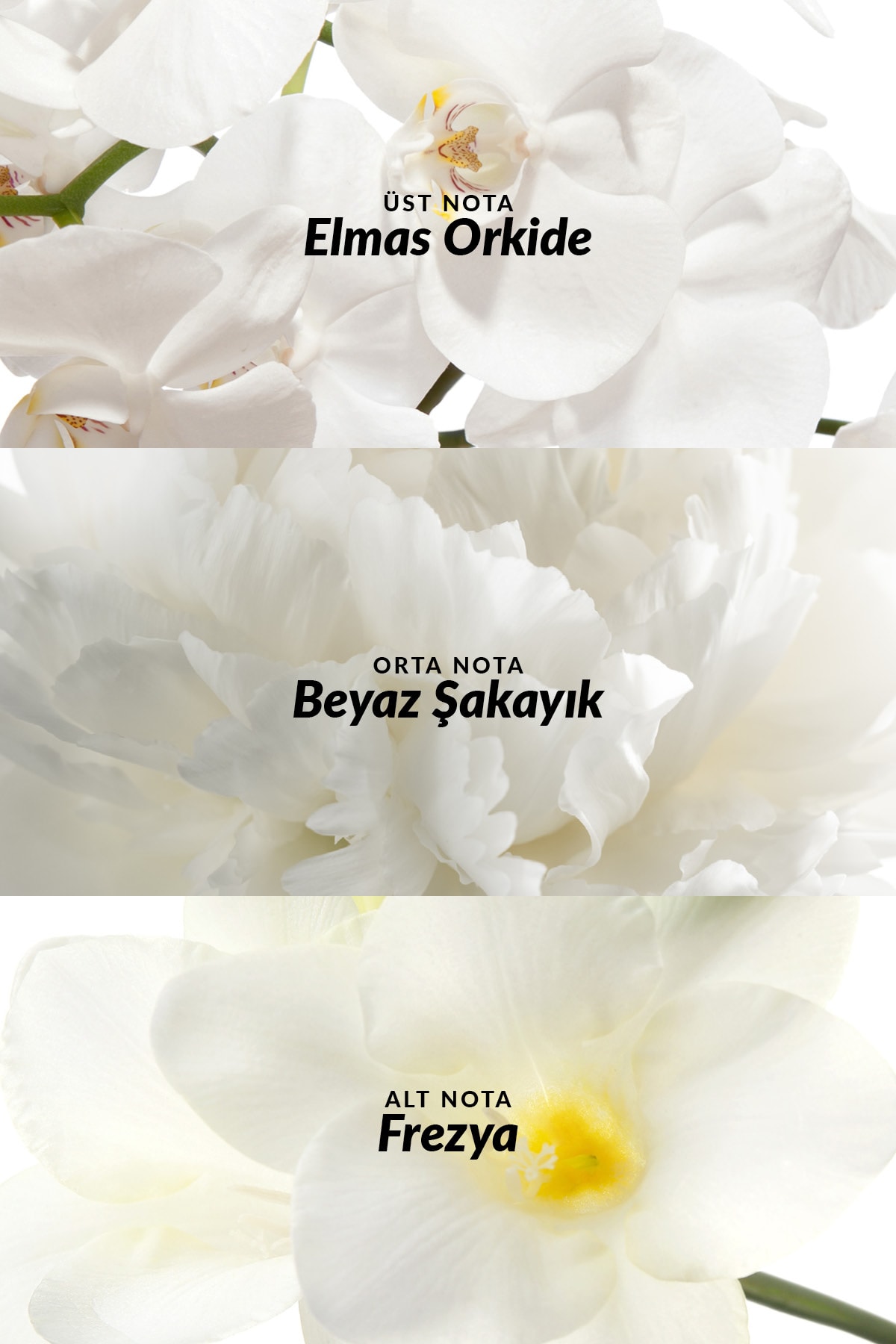 Incandessence Kadın Parfüm Edp 30 Ml. Üçlü Set