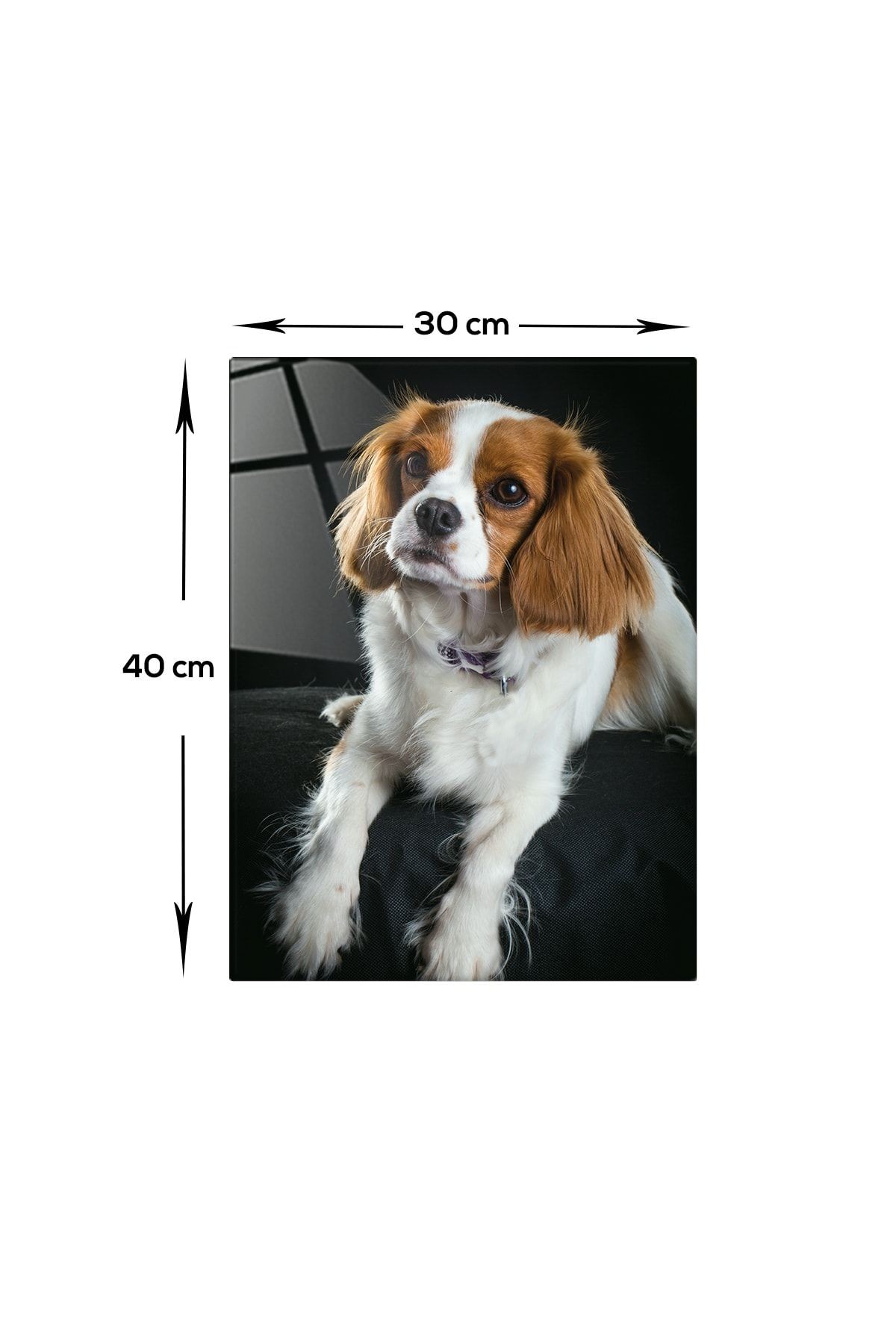 Hayvanlar | Cam Tablo | Köpek | 30cm X 40cm