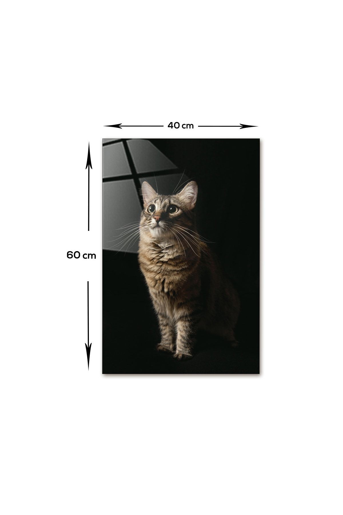 Hayvanlar | Cam Tablo | Kedi | 40cm X 60cm