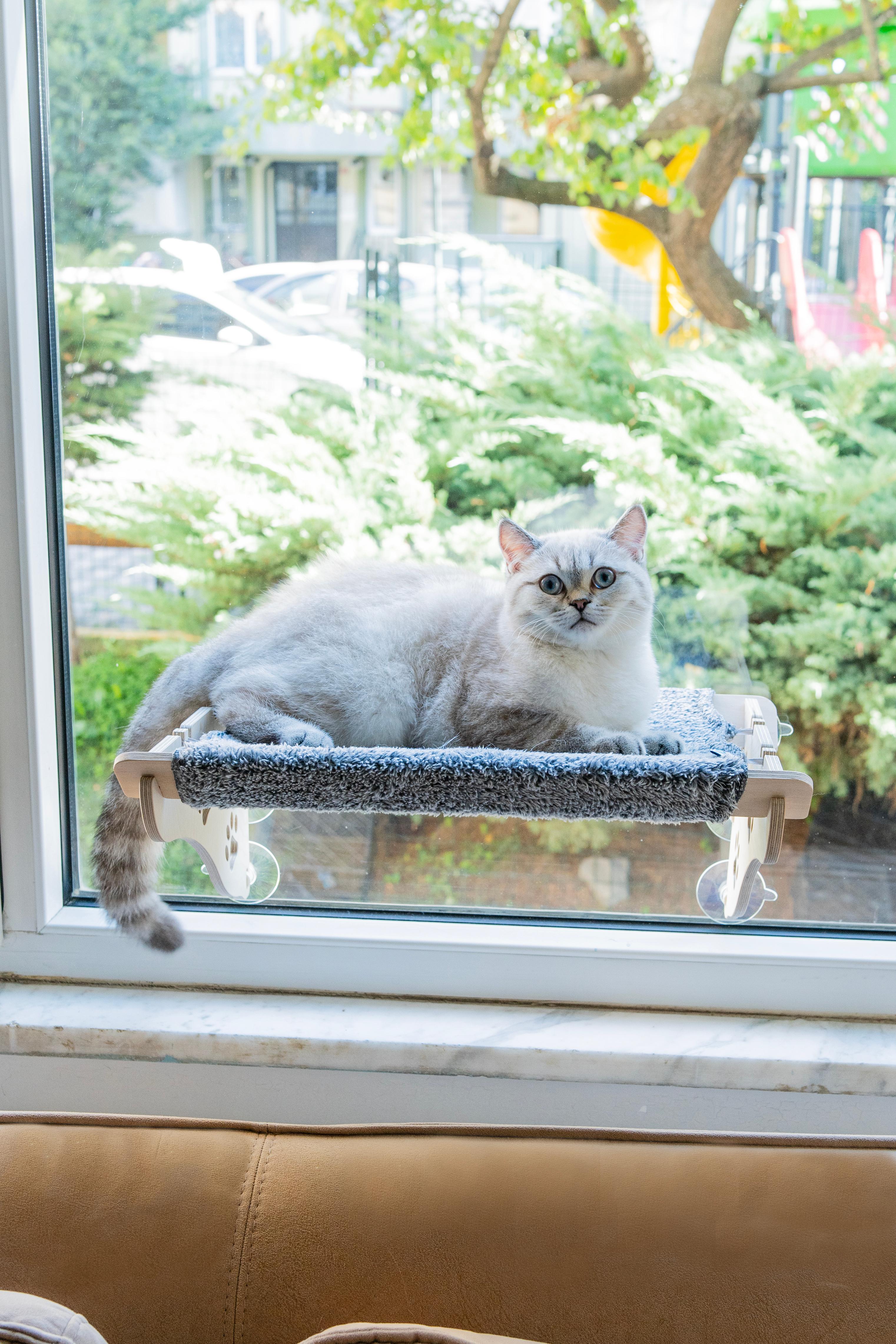 Cama Asılan Kedi Yatağı Vantuzlu ahşap Cam Yatağı Terası