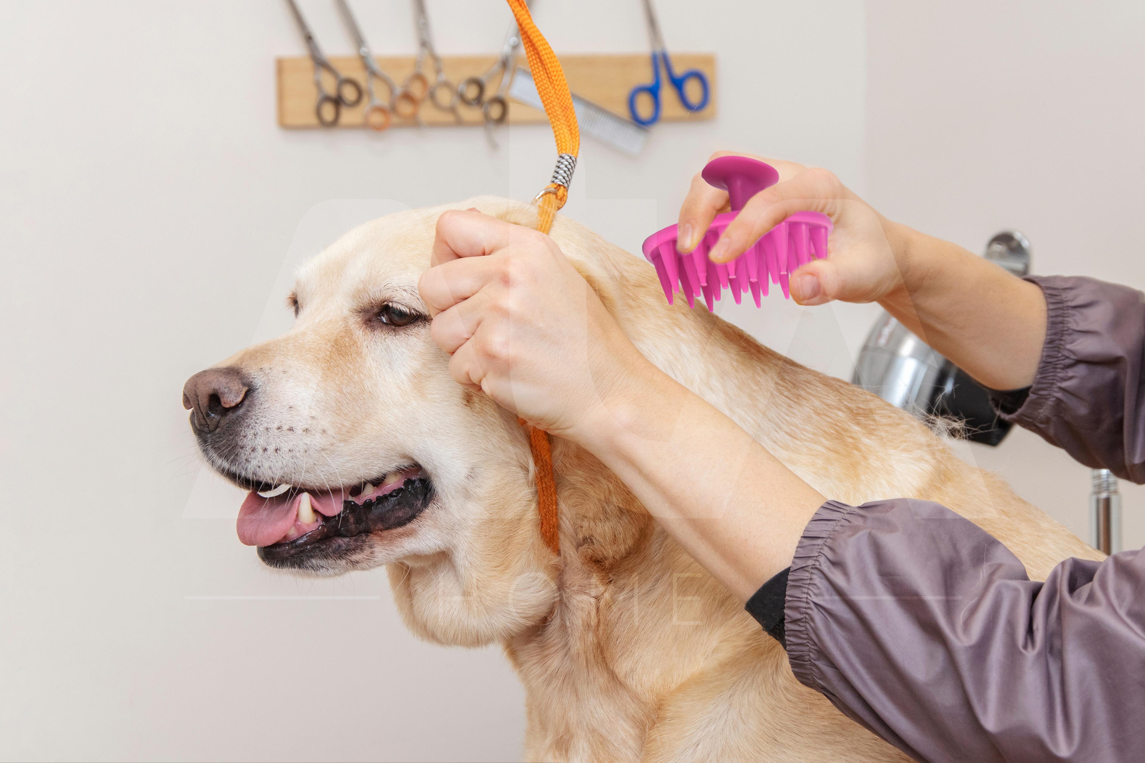 Yumuşak Silikon Uçlu Kedi Köpek Kaşıma Yıkama Fırçası Tarağı Vantuzlu