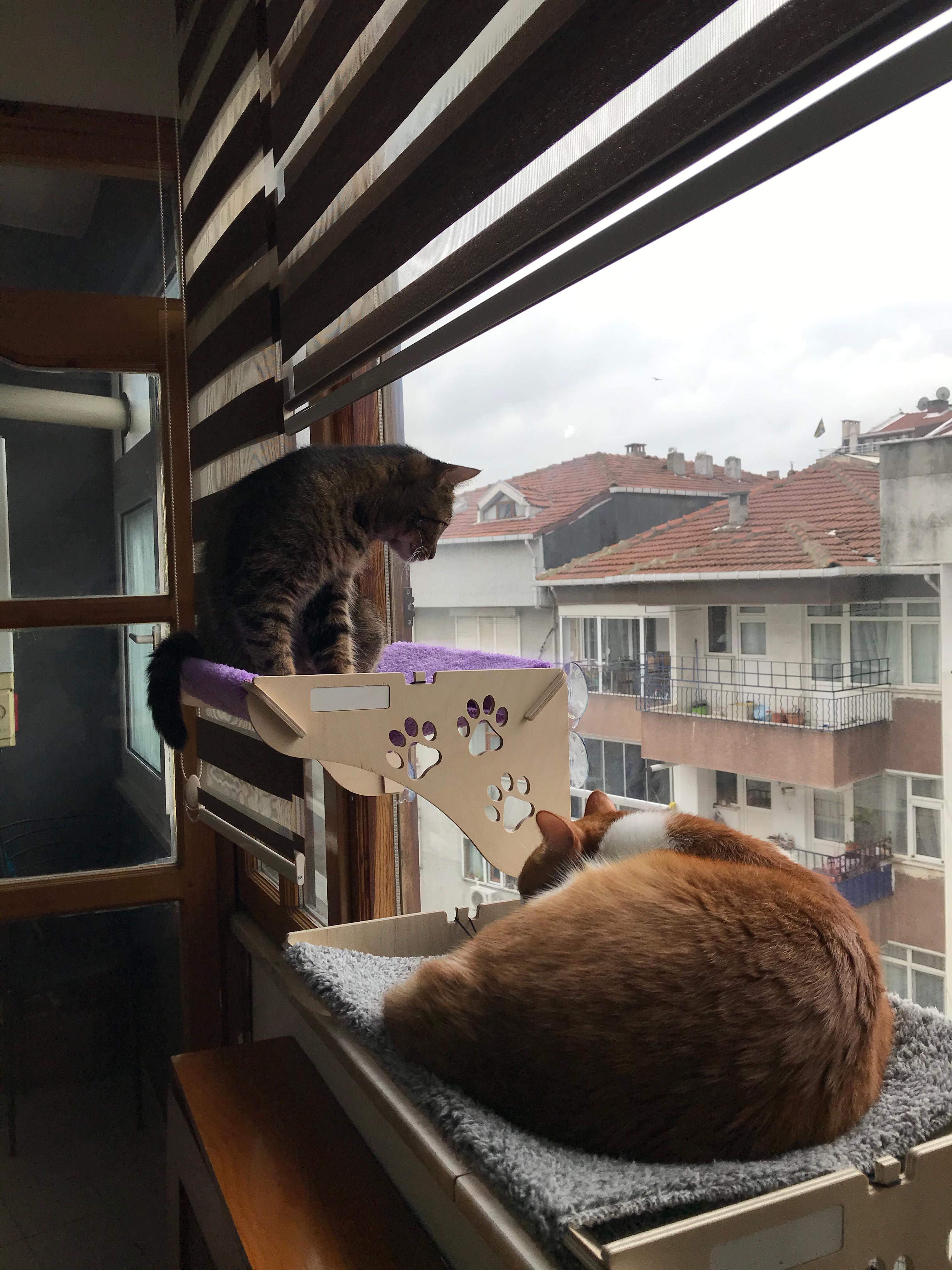 Cama Asılan Kedi Yatağı Vantuzlu ahşap Cam Yatağı Terası - cam