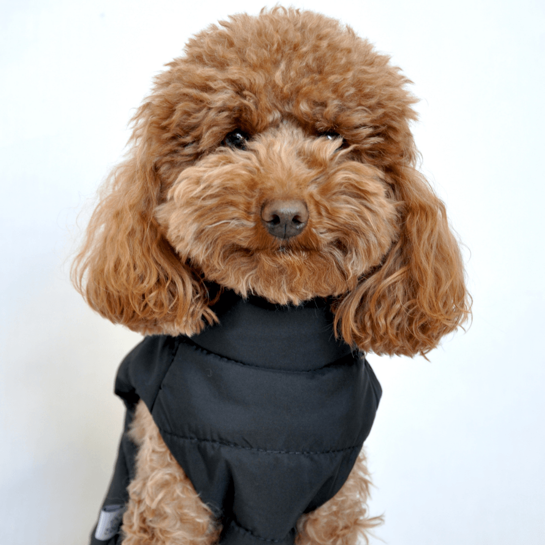 Puffer & Cool | Black Puffer Dog Vest