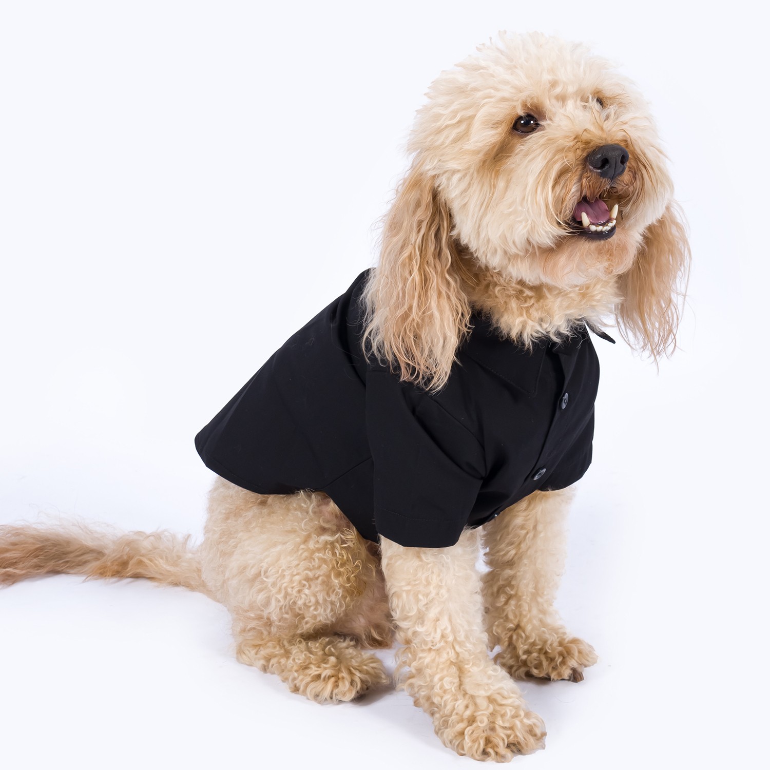 Lily White & Gondola | Classic Dog Shirt - Black