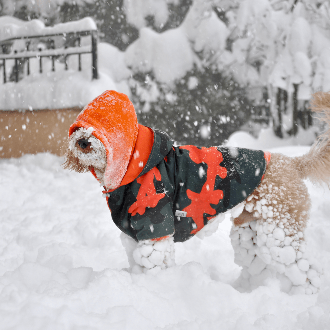 Nimbus | Dog Raincoat