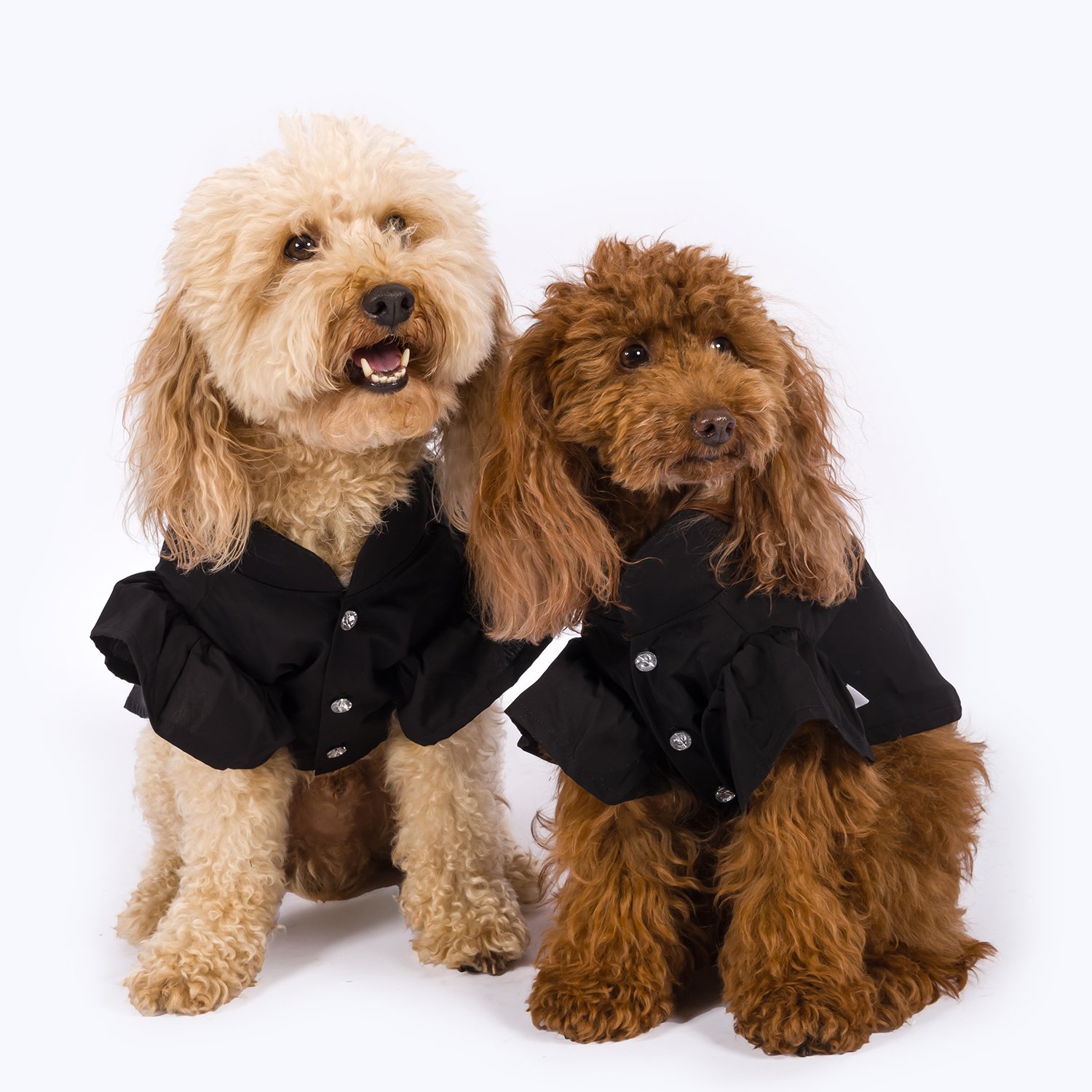 Lily White & Gondola Jewelled Button | Dog Shirt - Black