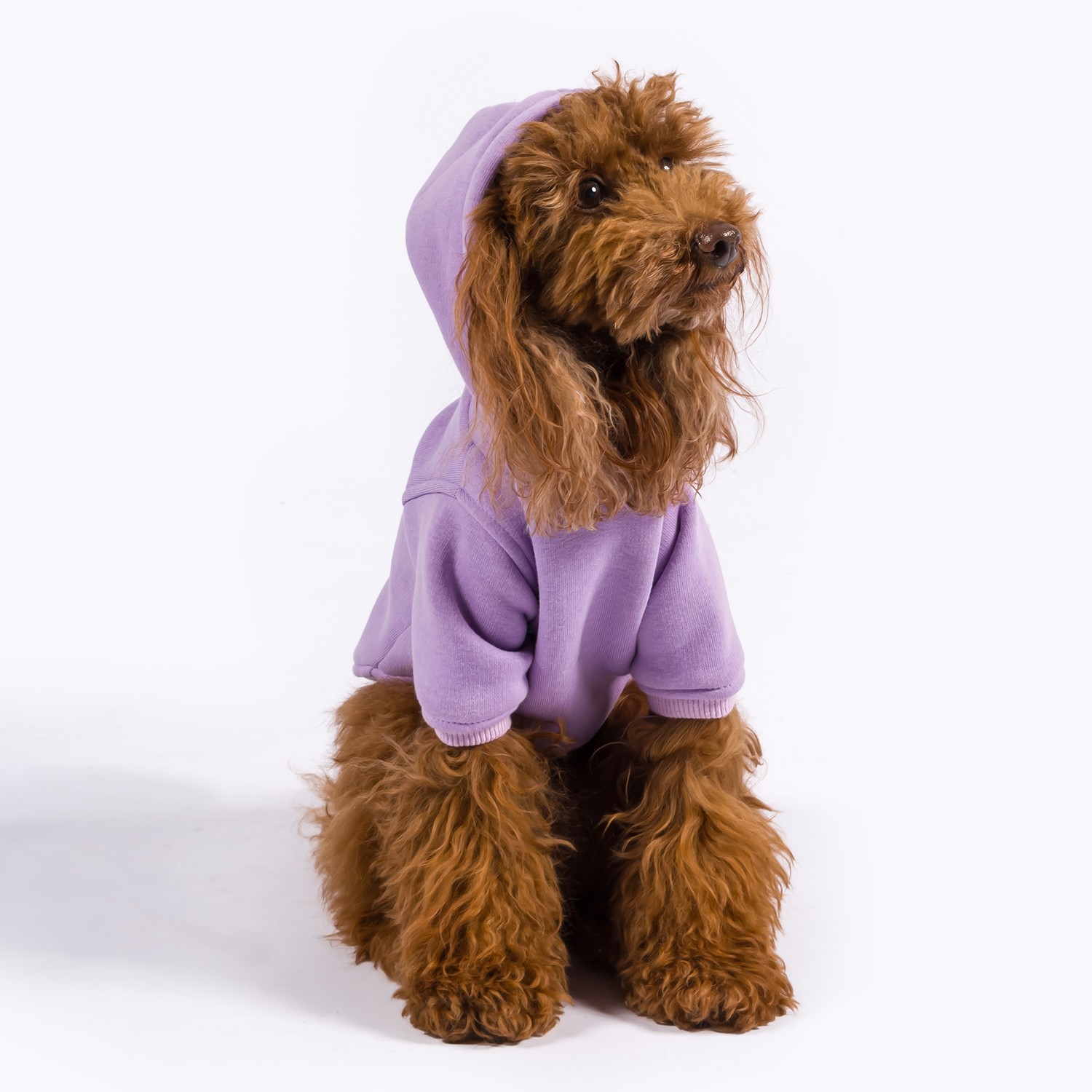 Maura | Dog Hoodie