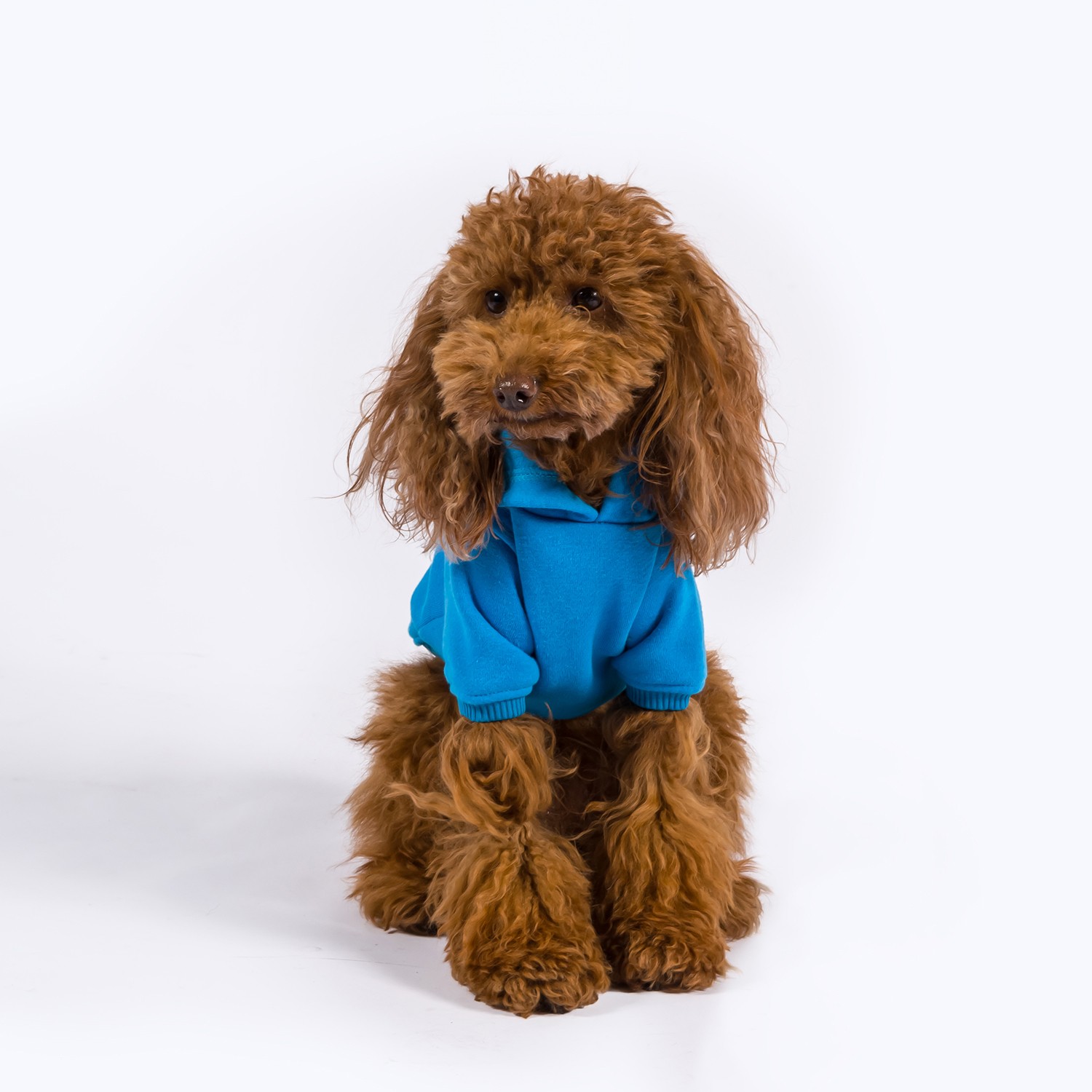 Maura | Dog Hoodie - Blue