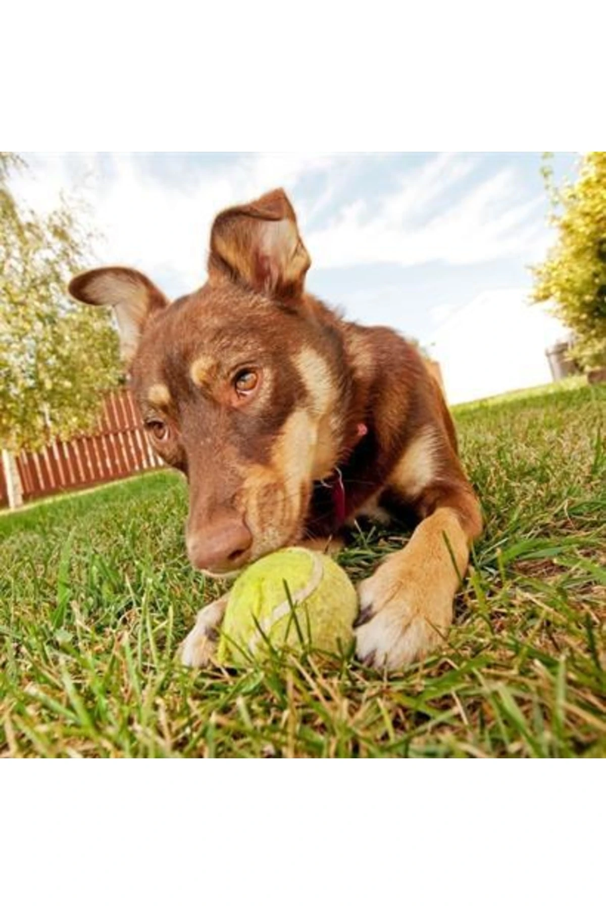 3lü Renkli Desenli Tenis Topu Kedi Köpek Oyuncağı