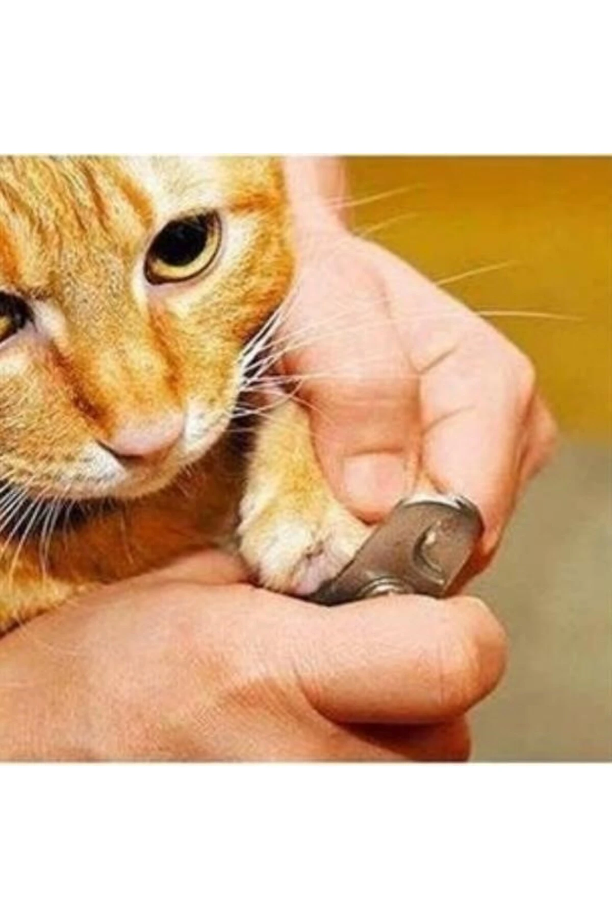 ® Evcil Hayvan Tırnak Makası Ve Törpü Seti Manikür Pedikür Pati Bakım Aleti Kaymaz Sap