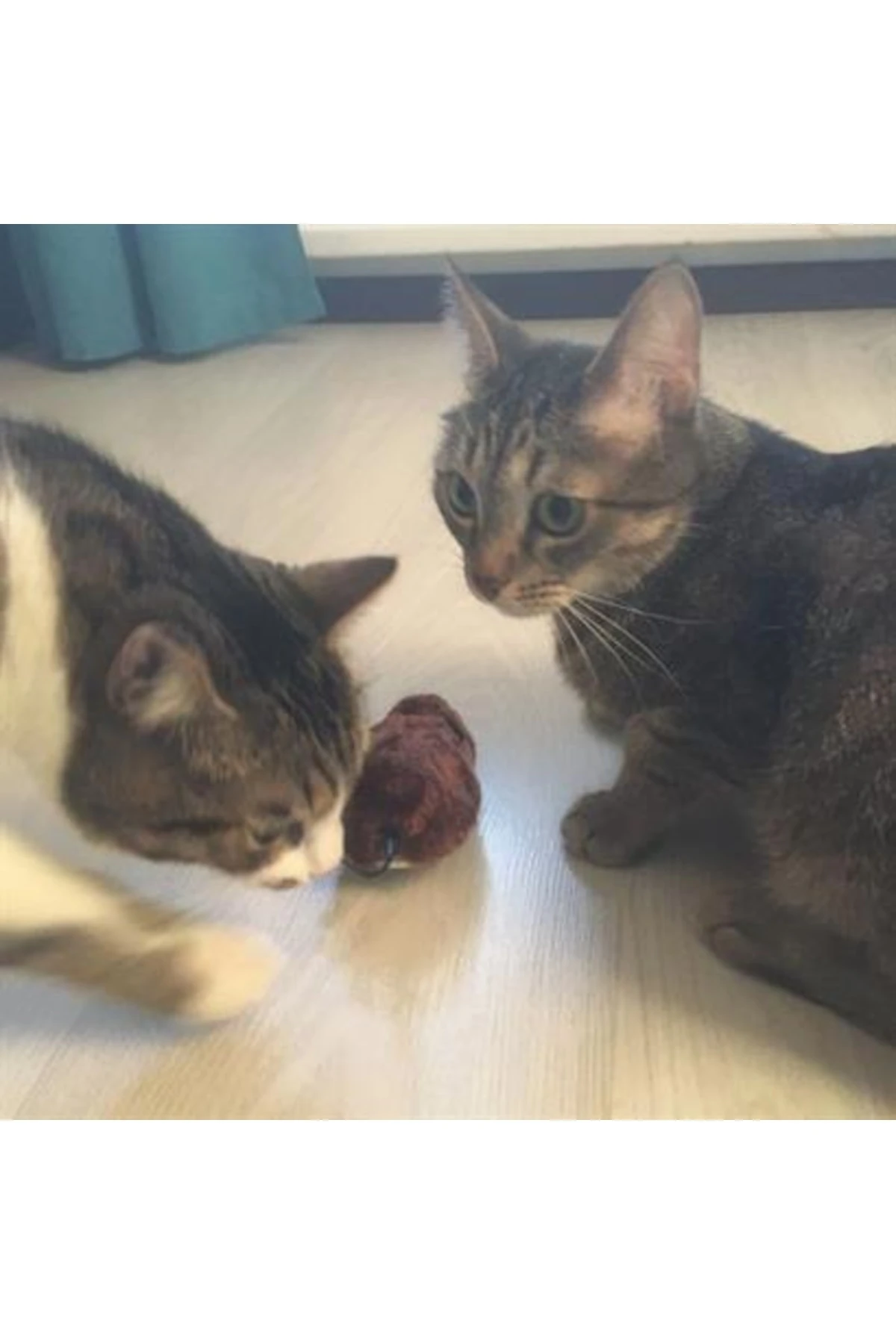 roichil® Kurmalı Kedi Eğitim Oyuncağı Tüylü Peluş Fare Yakalama Interaktif Sevimli Eğlenceli Oyuncak