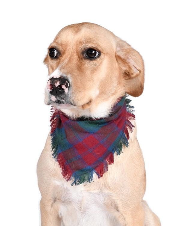 Köpek Bandana / Crebol