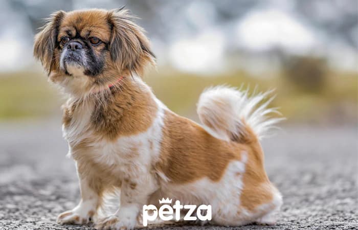 Tibetan Spaniel Köpeği