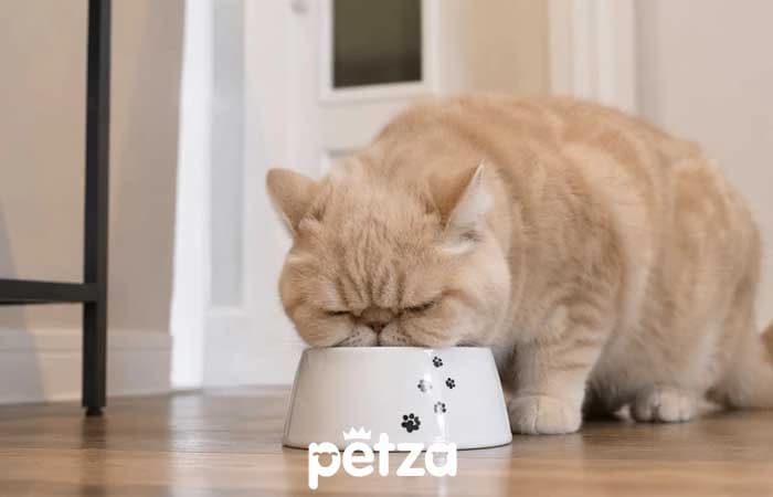 Exotic Shorthair Kedi Özellikleri