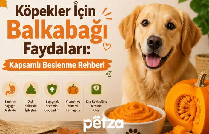 Köpekler İçin Balkabağı Faydaları