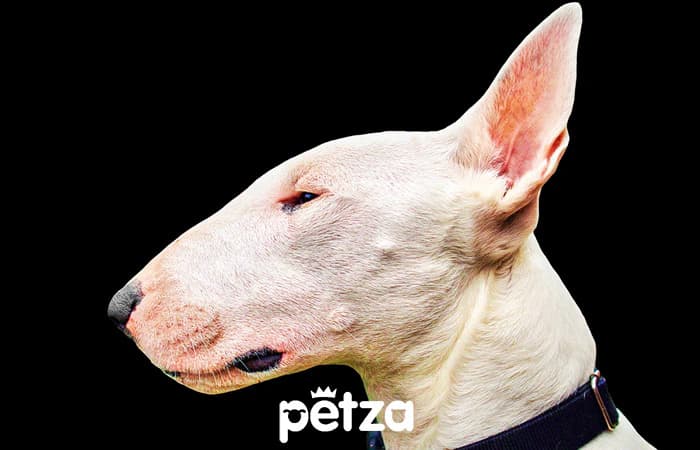 Bull Terrier Köpek Özellikleri