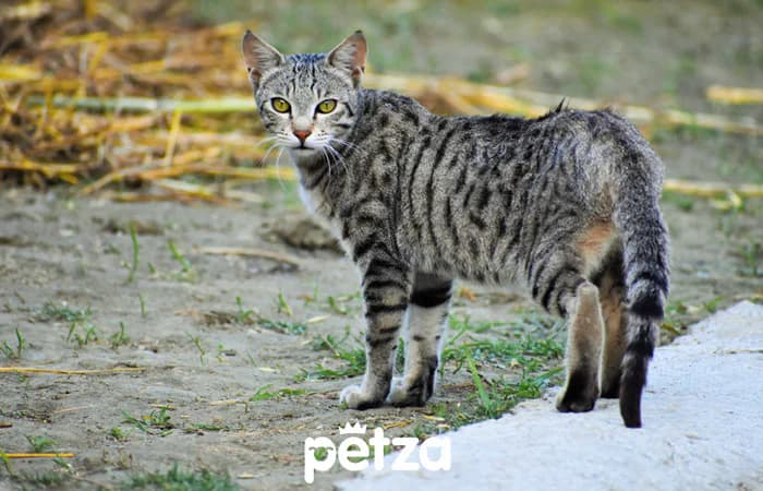 Mısır Mau Kedisi Özellikleri