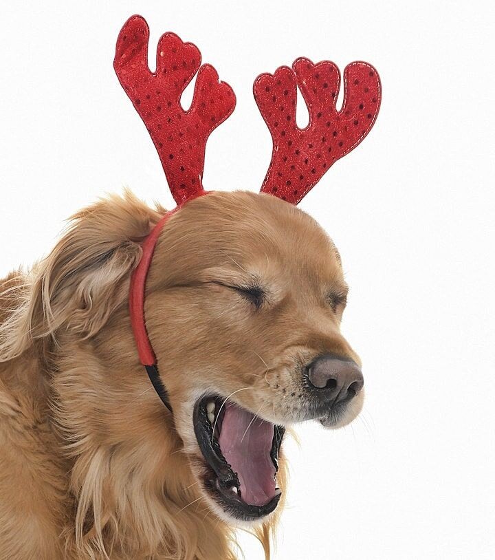 Küçük Orta Ve Büyük Irk Köpekler için Taç Sambar
