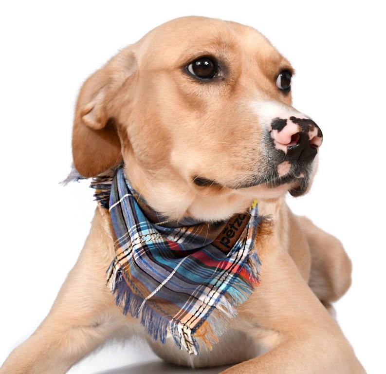 Köpek Bandana / Monda